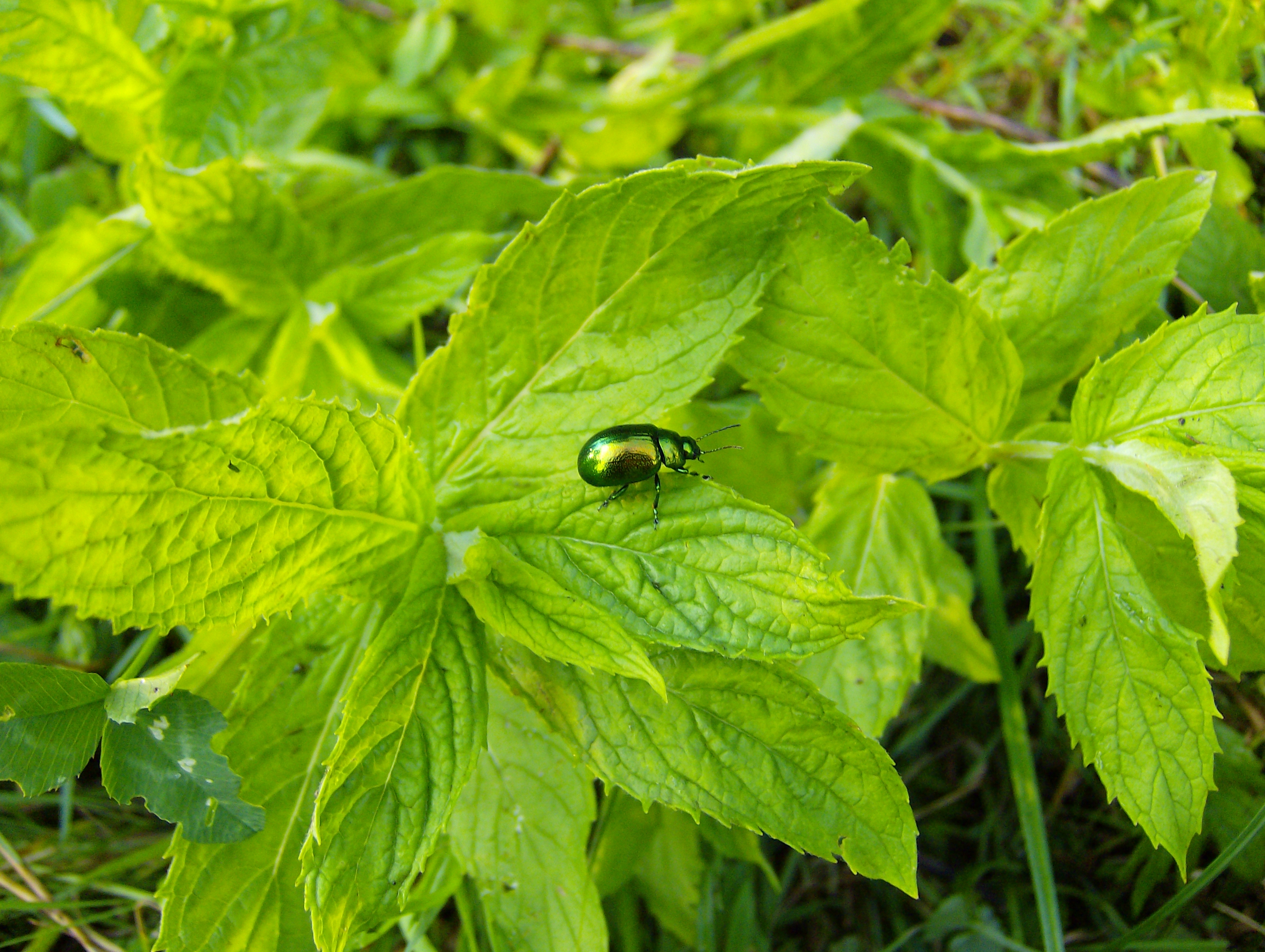 Metallic green beetle 20080731 0702