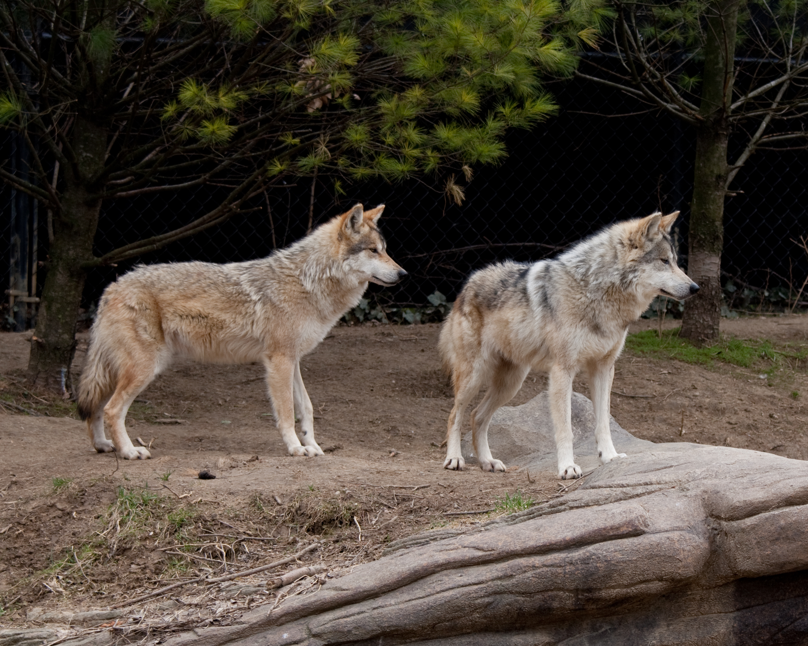 Mexican Wolf 25