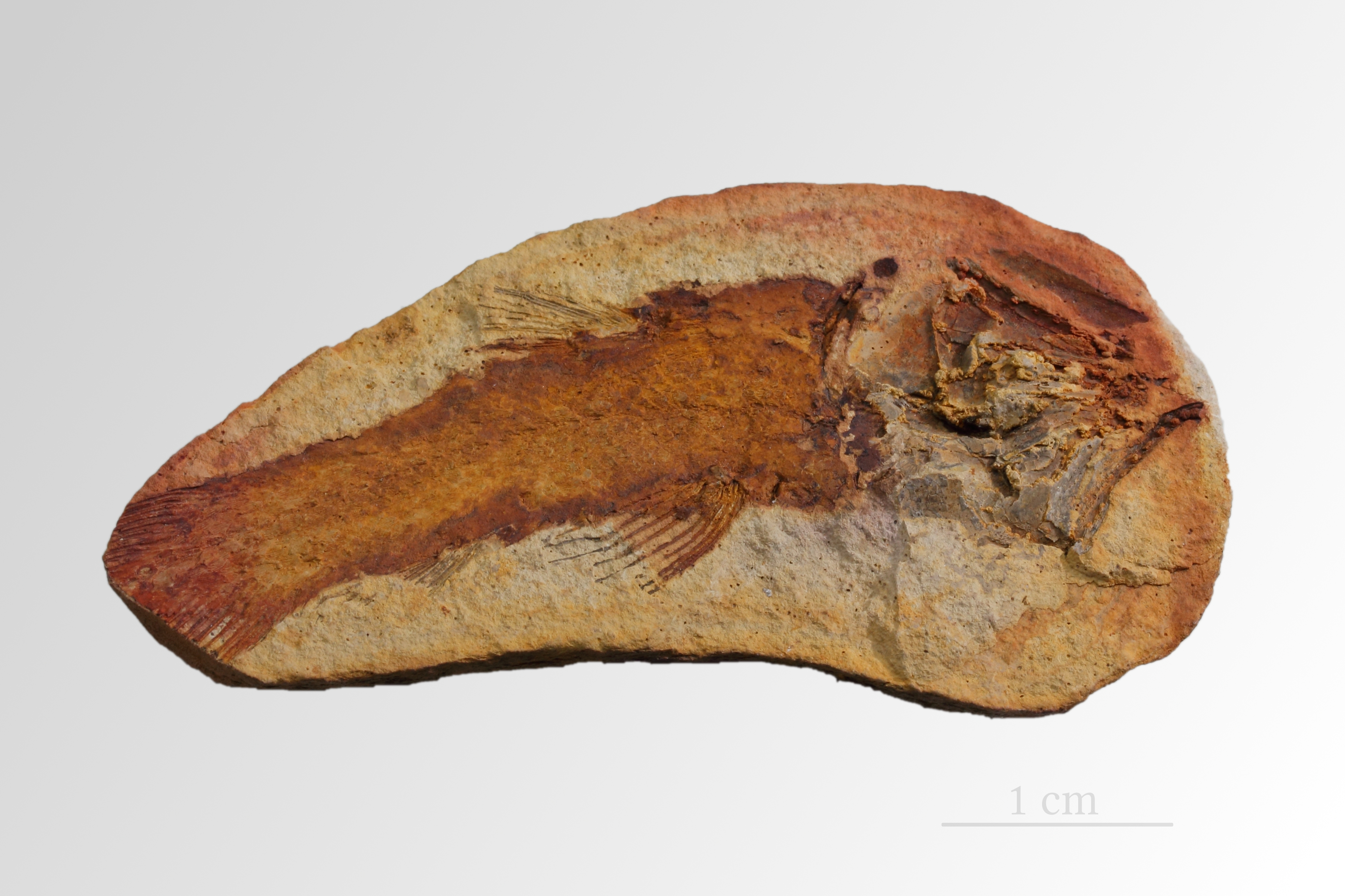 MHNT - Whiteia woodwardi