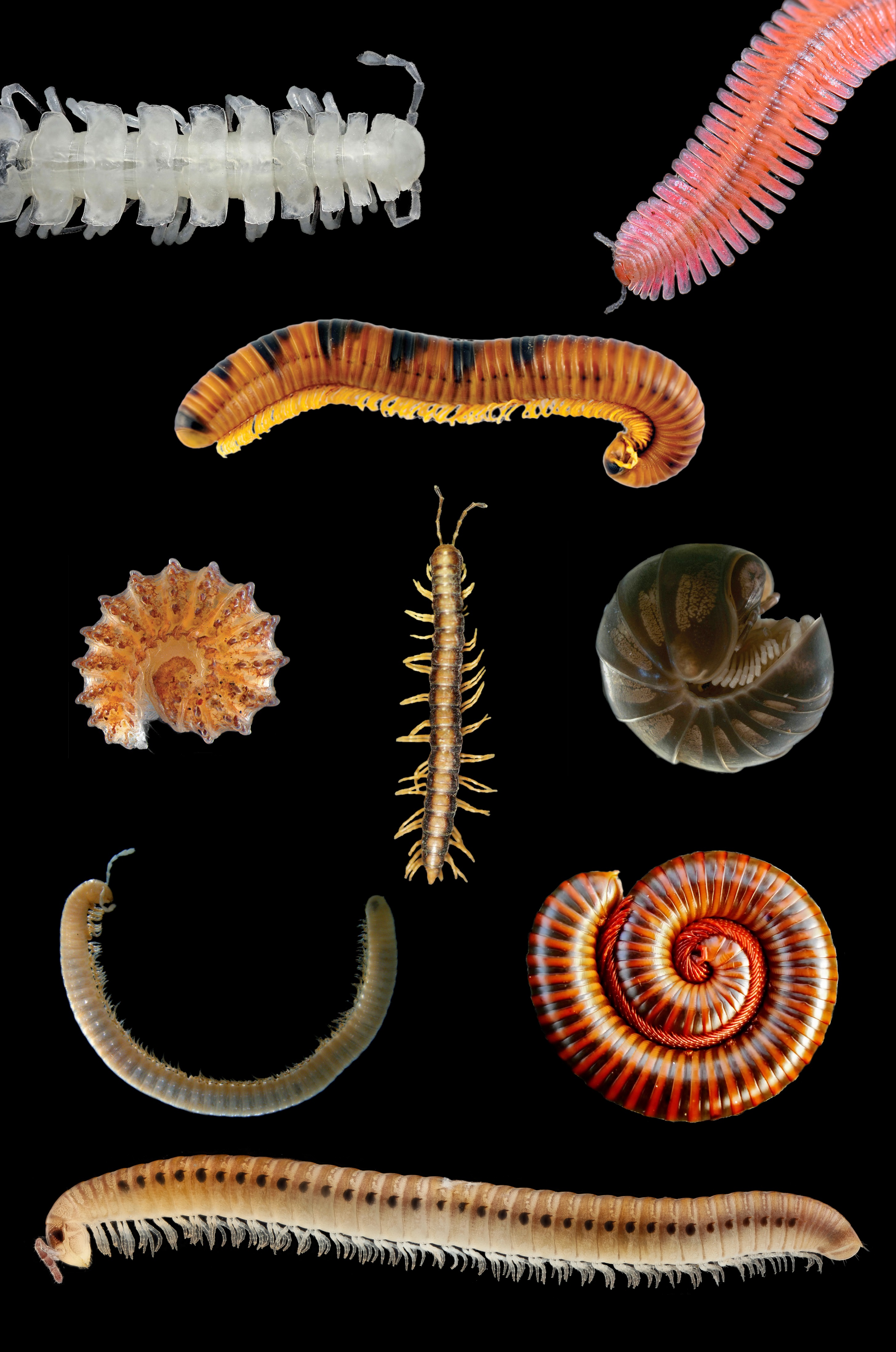 Millipede collage