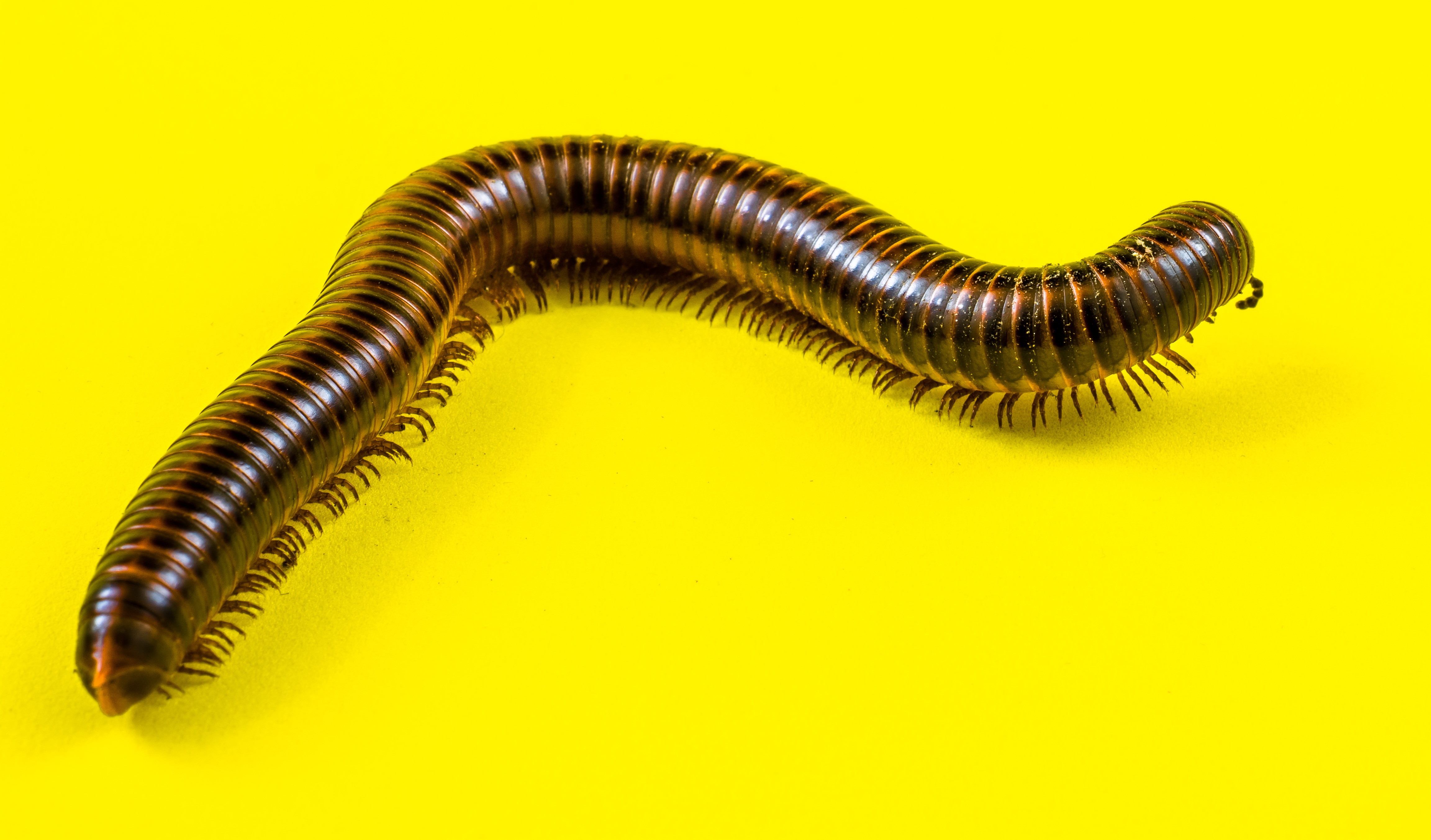 Millipede on Yellow-346160
