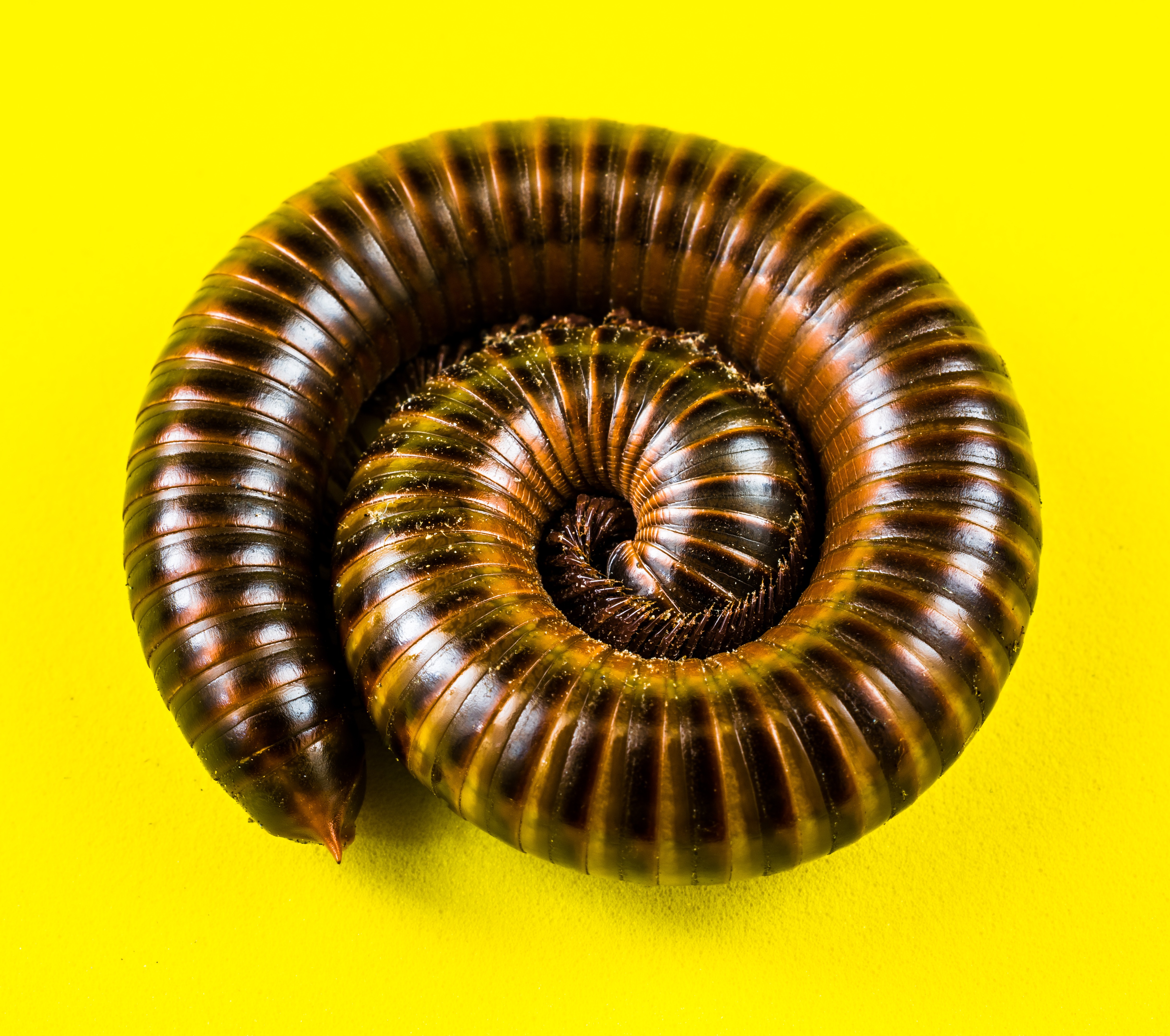 Millipede on Yellow-346165