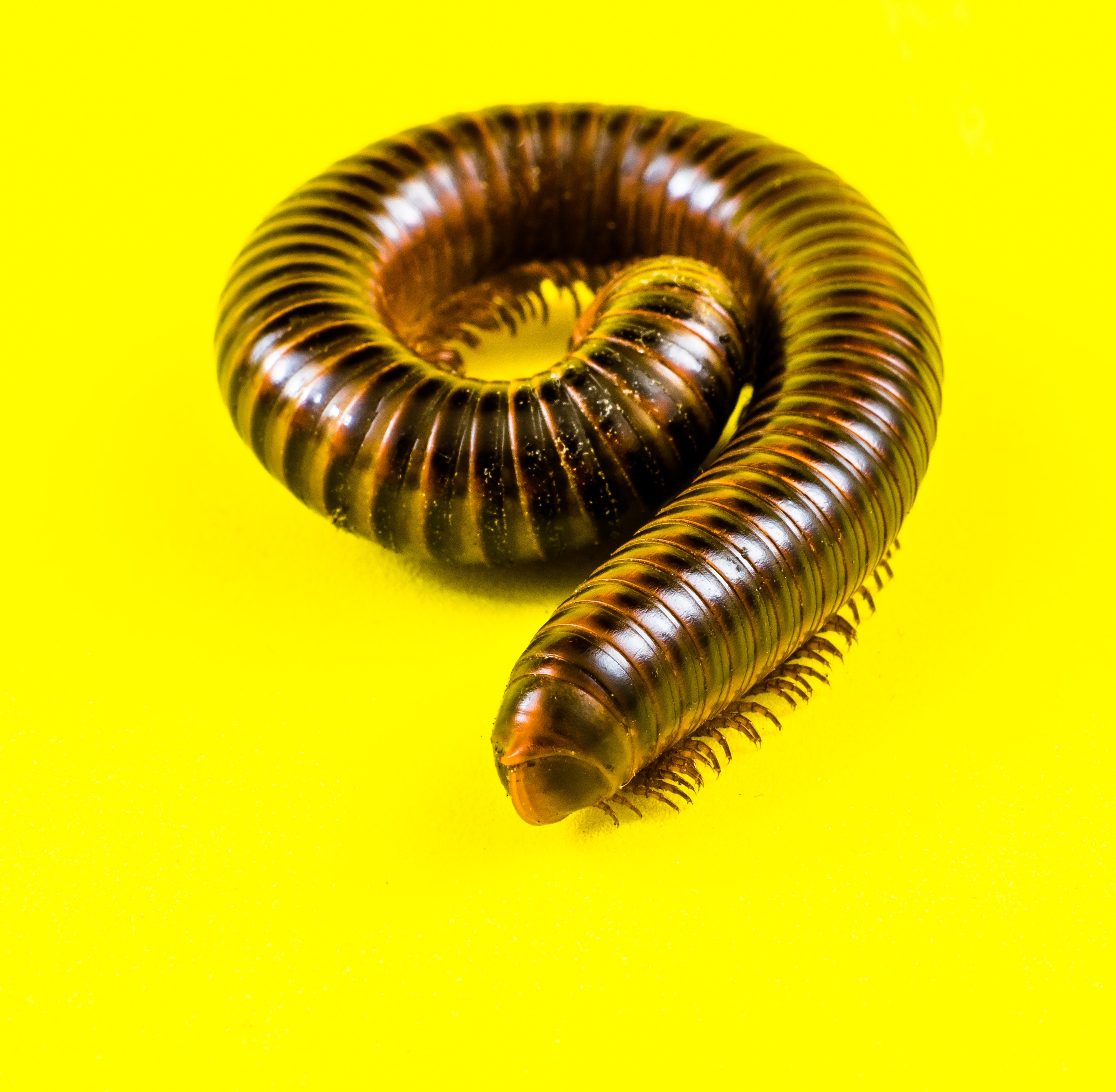 Millipede on Yellow-346173