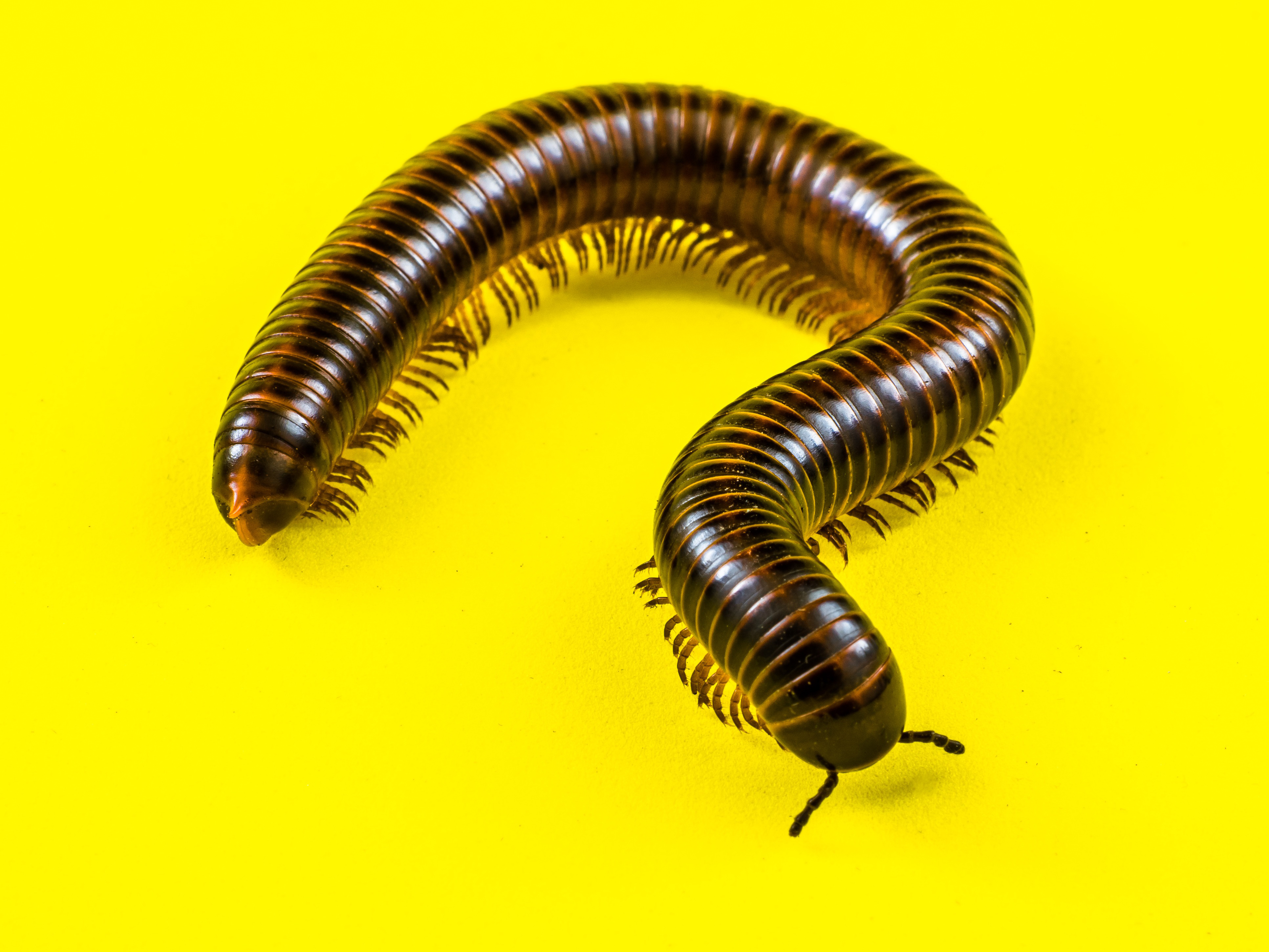 Millipede on Yellow-346178