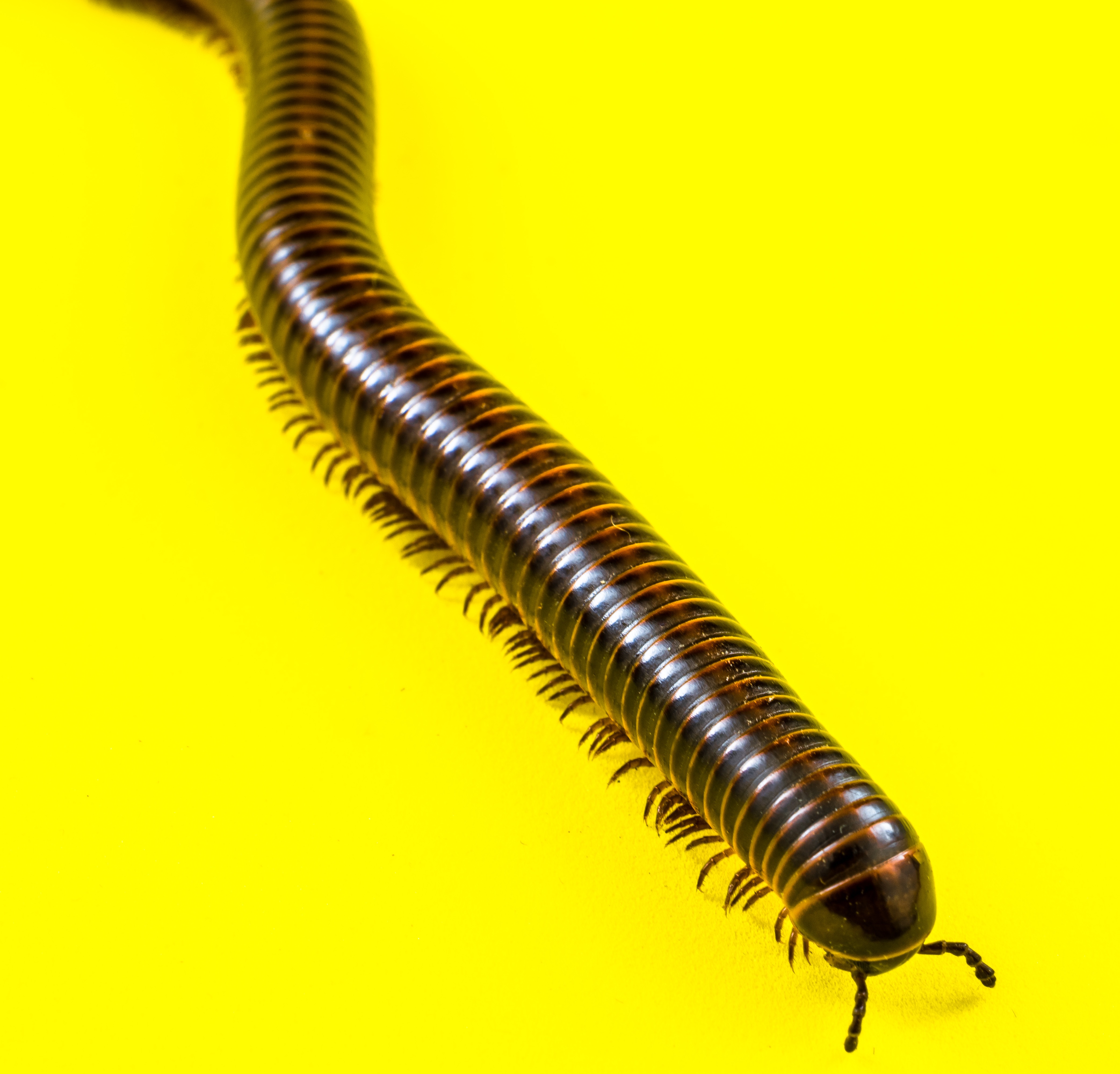 Millipede on Yellow-346179