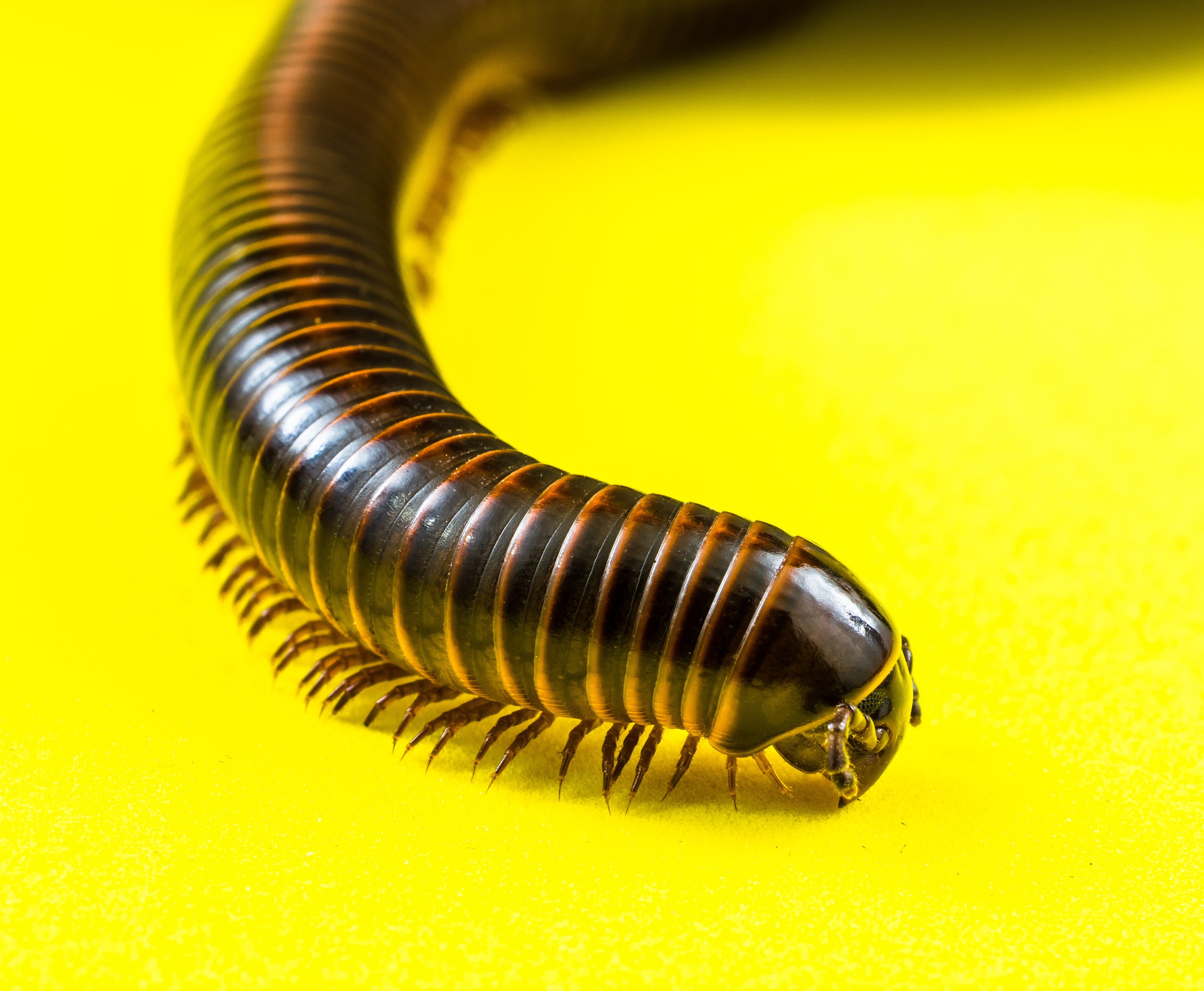 Millipede on Yellow-346190