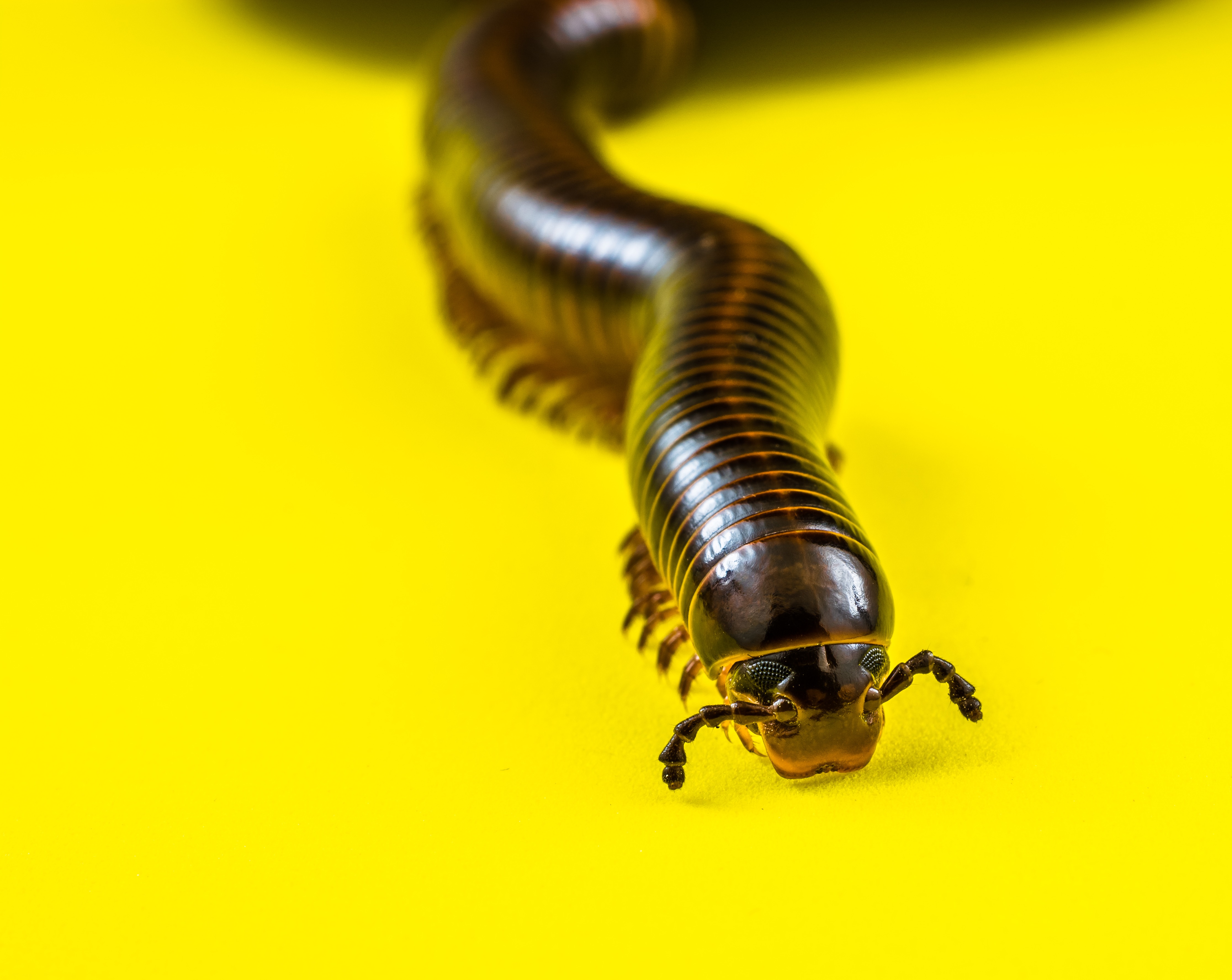Millipede on Yellow-346192