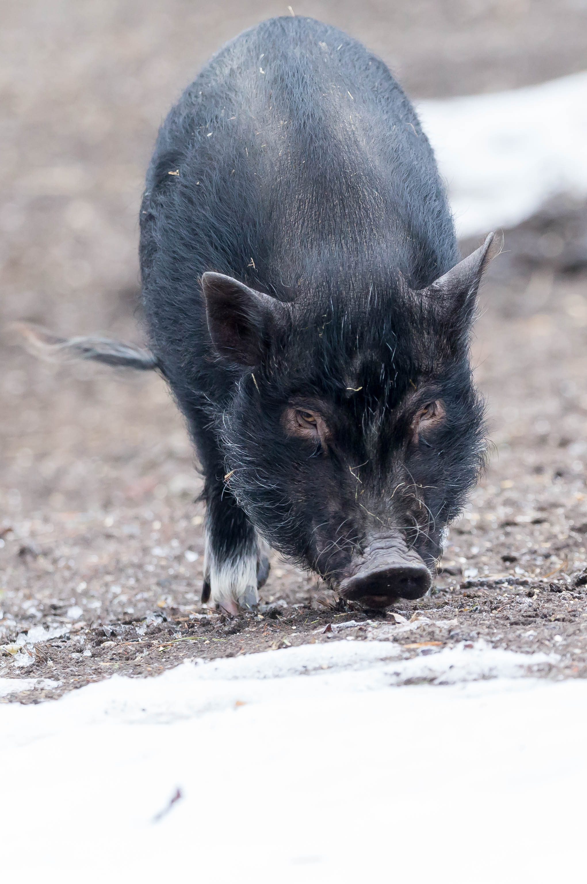 Mini-Schwein (32497514665)