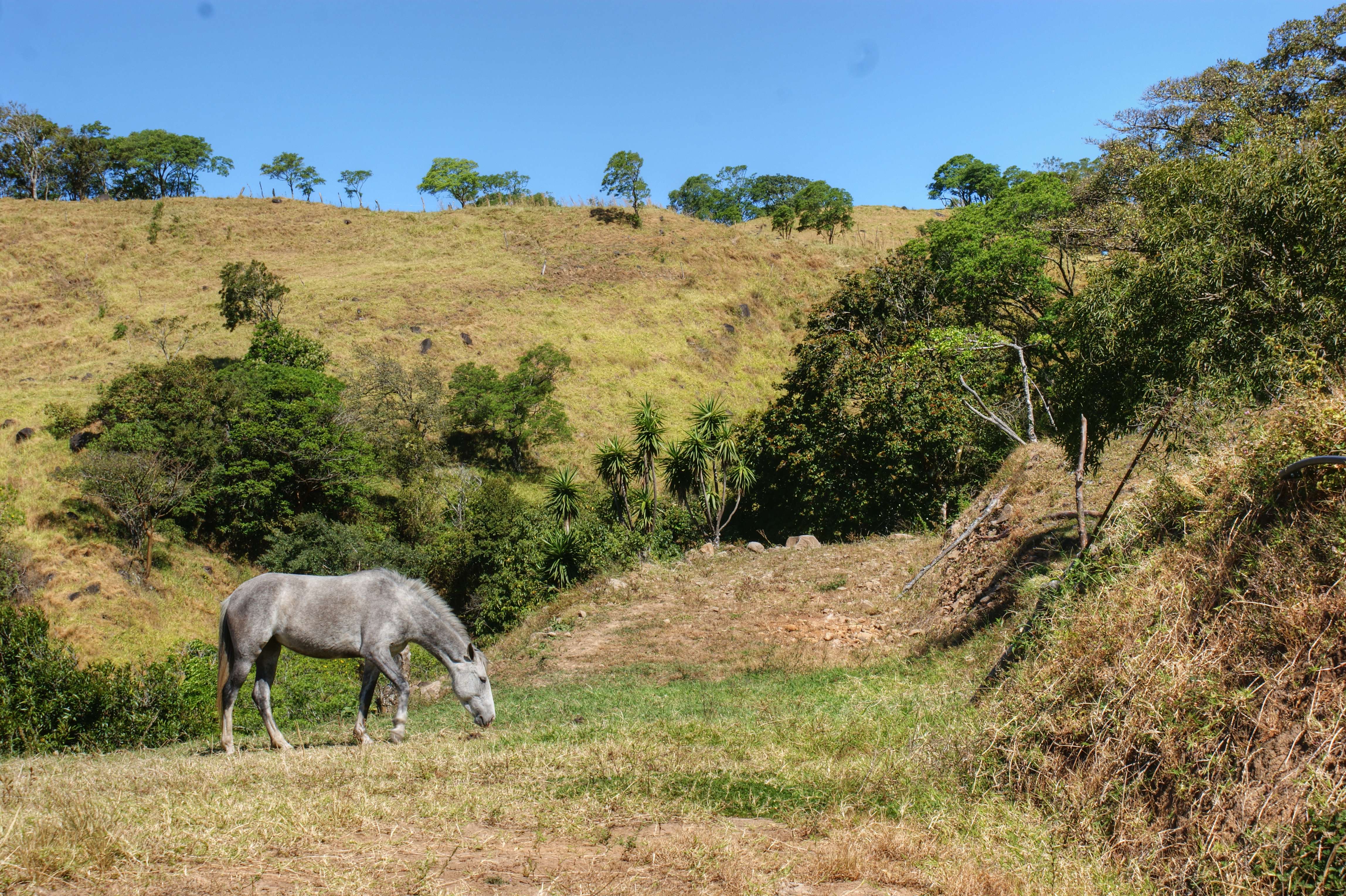 Miramar, Puntarenas, Costa Rica 36