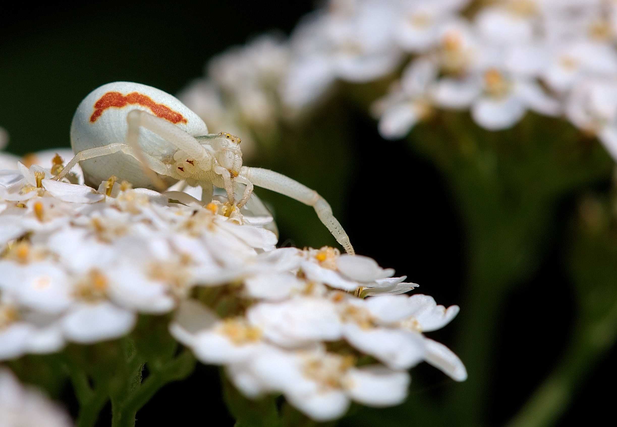 Misumena vatia female Luc Viatour 2