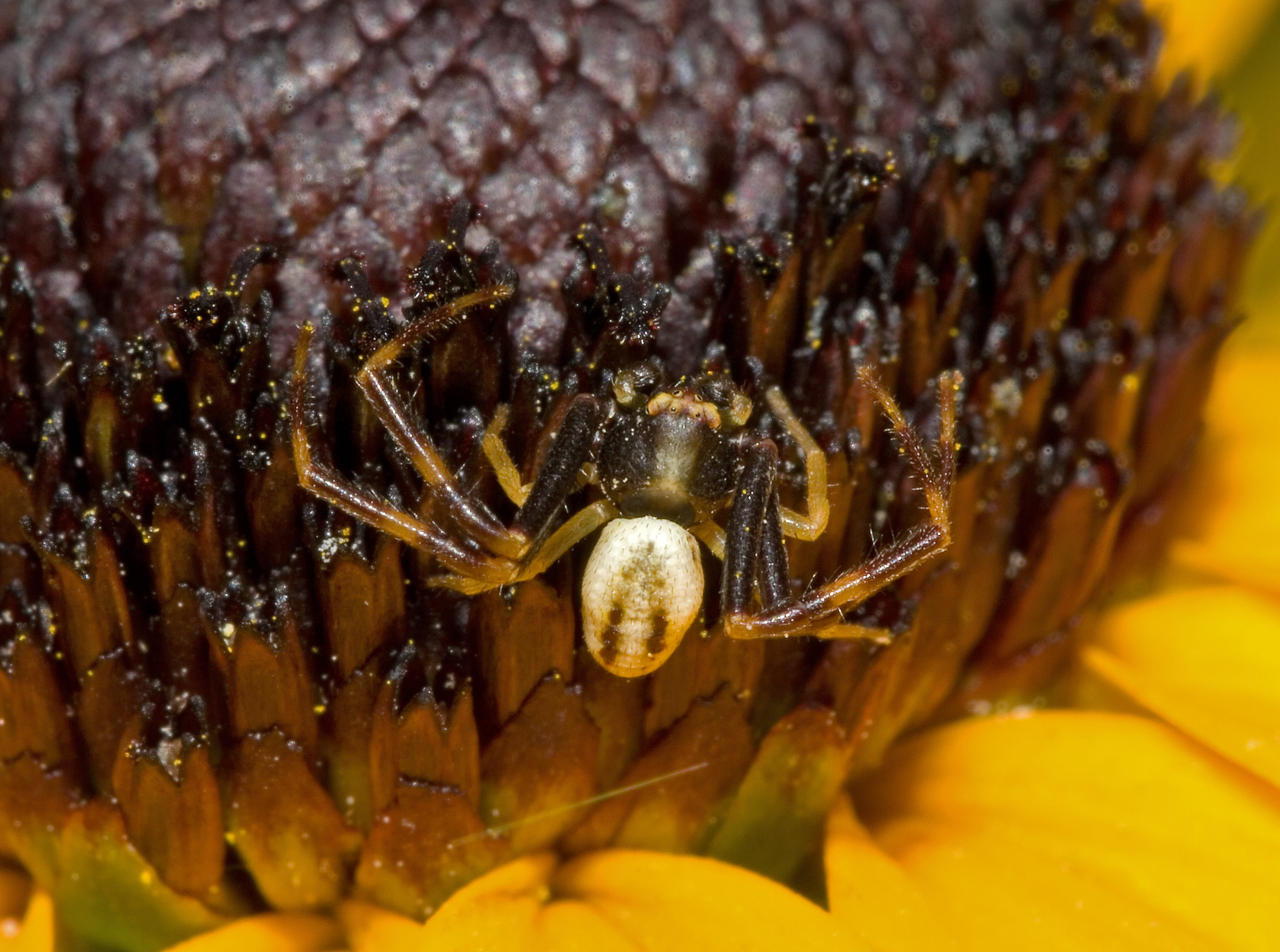 Misumena vatia male01