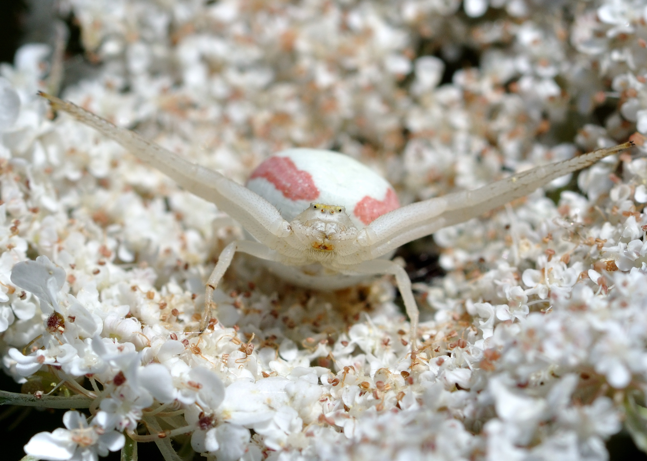 Misumena vatia qtl4
