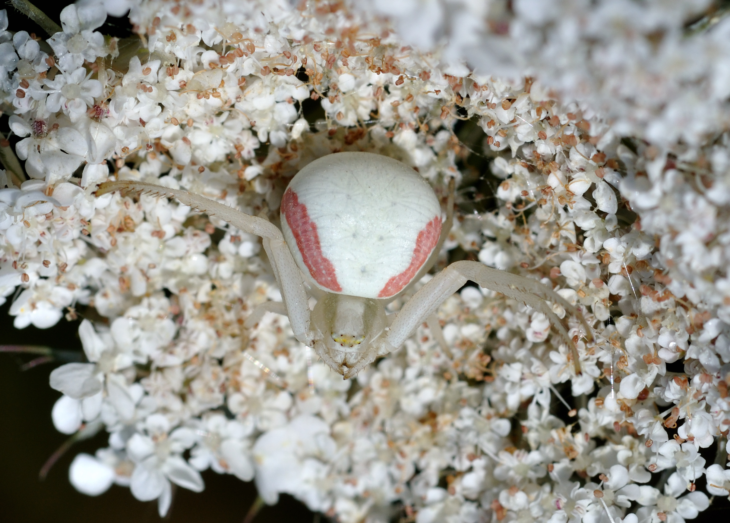 Misumena vatia qtl5