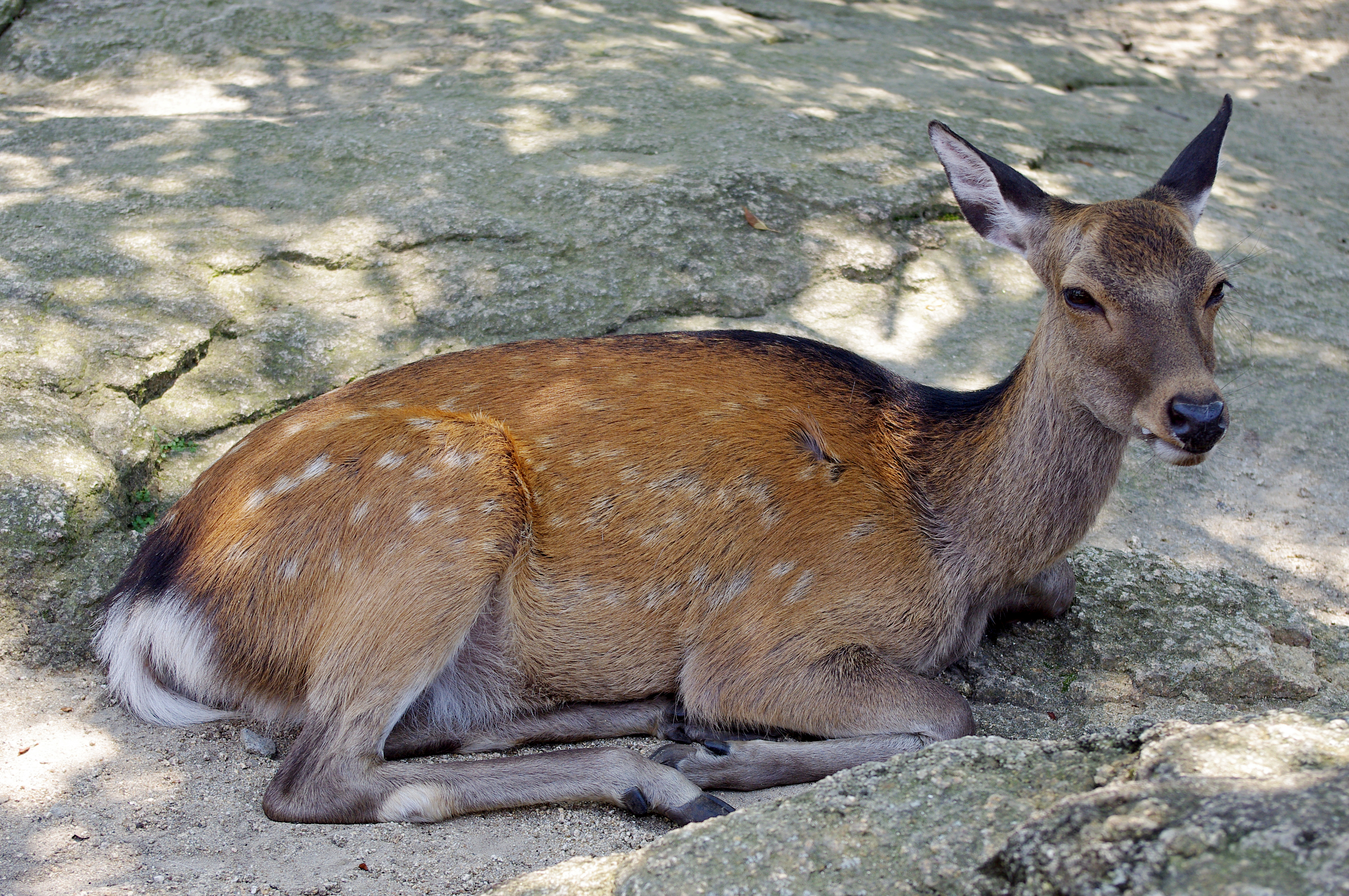 Miyajima 20100723 4691