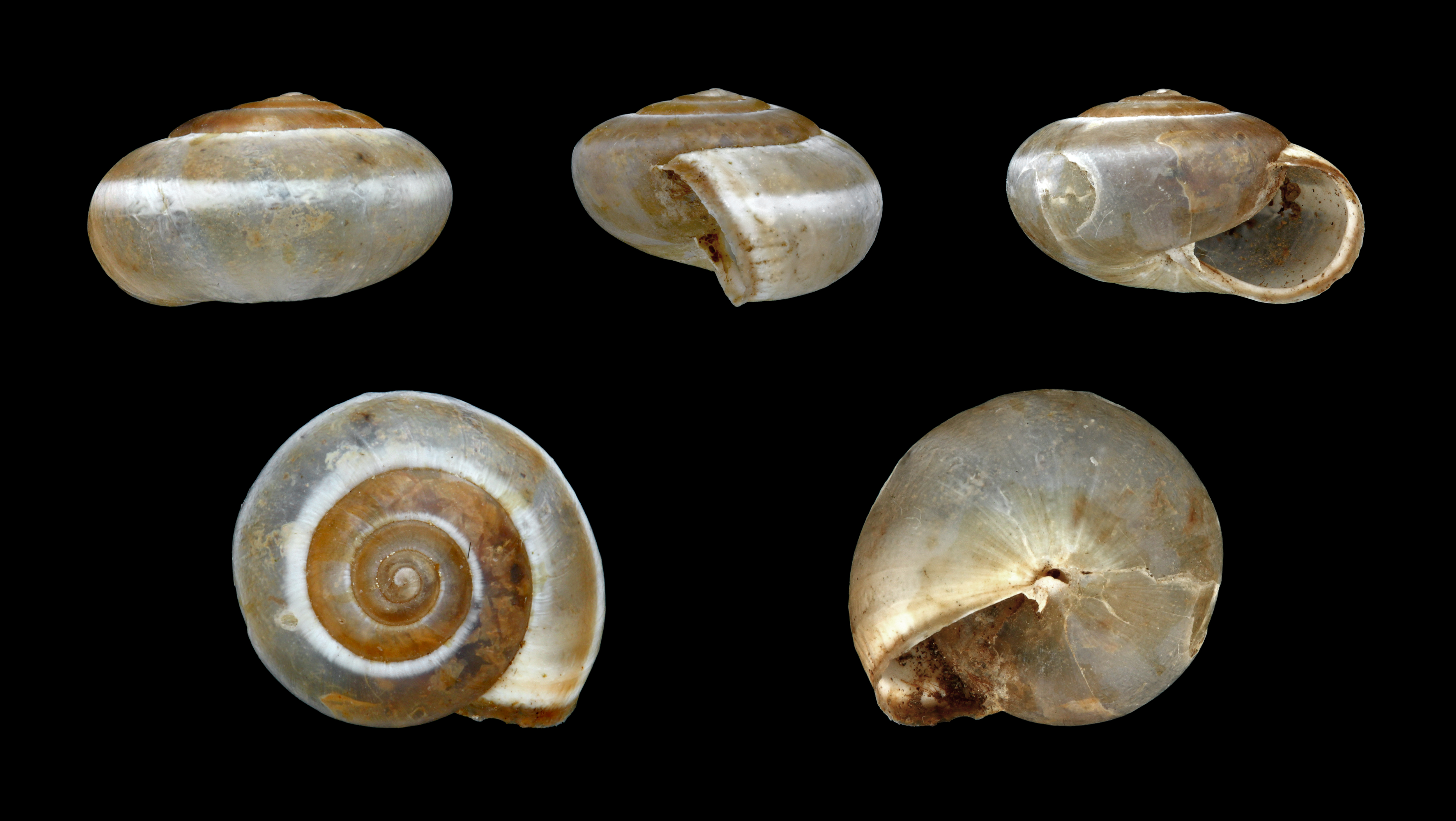 Monacha syriaca 01