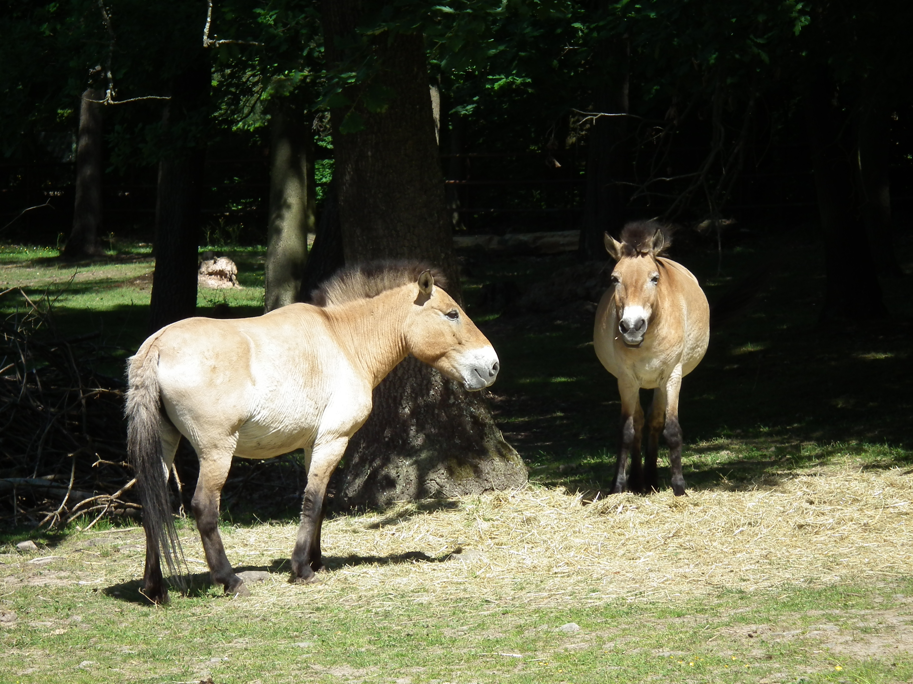 Mongolische Wildpferde Pforzheim