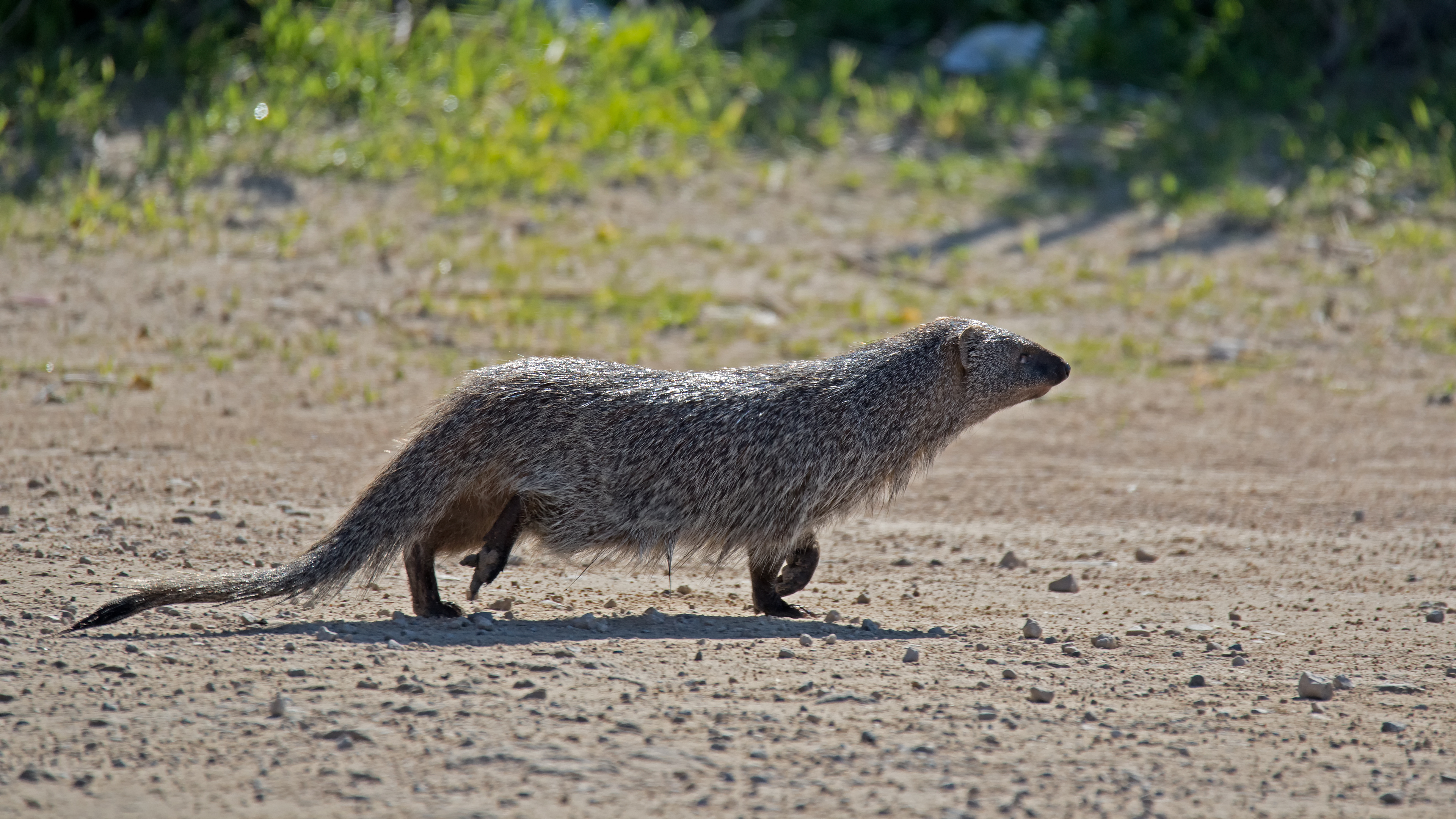 Mongoose - Herpestes ichneumon