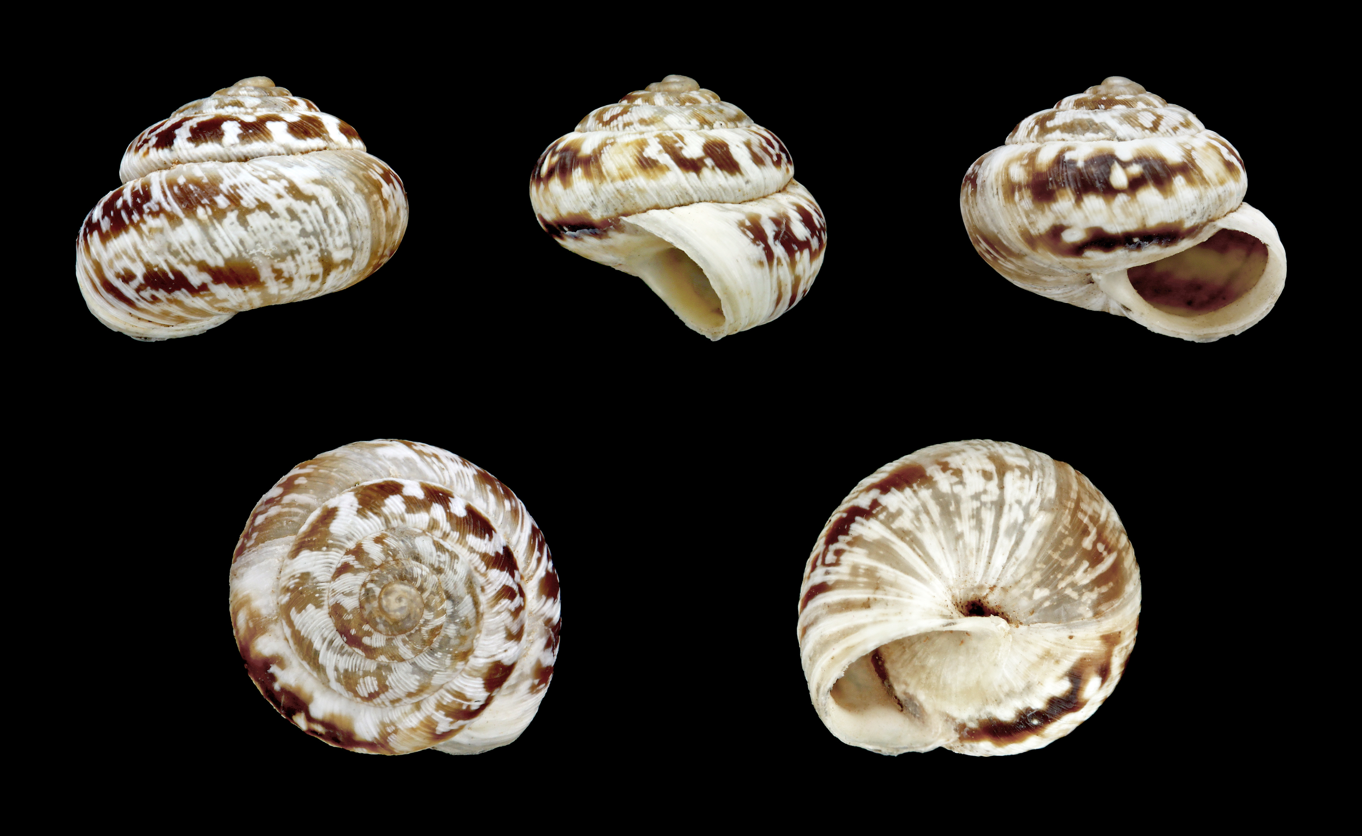 Monilearia monilifera 01