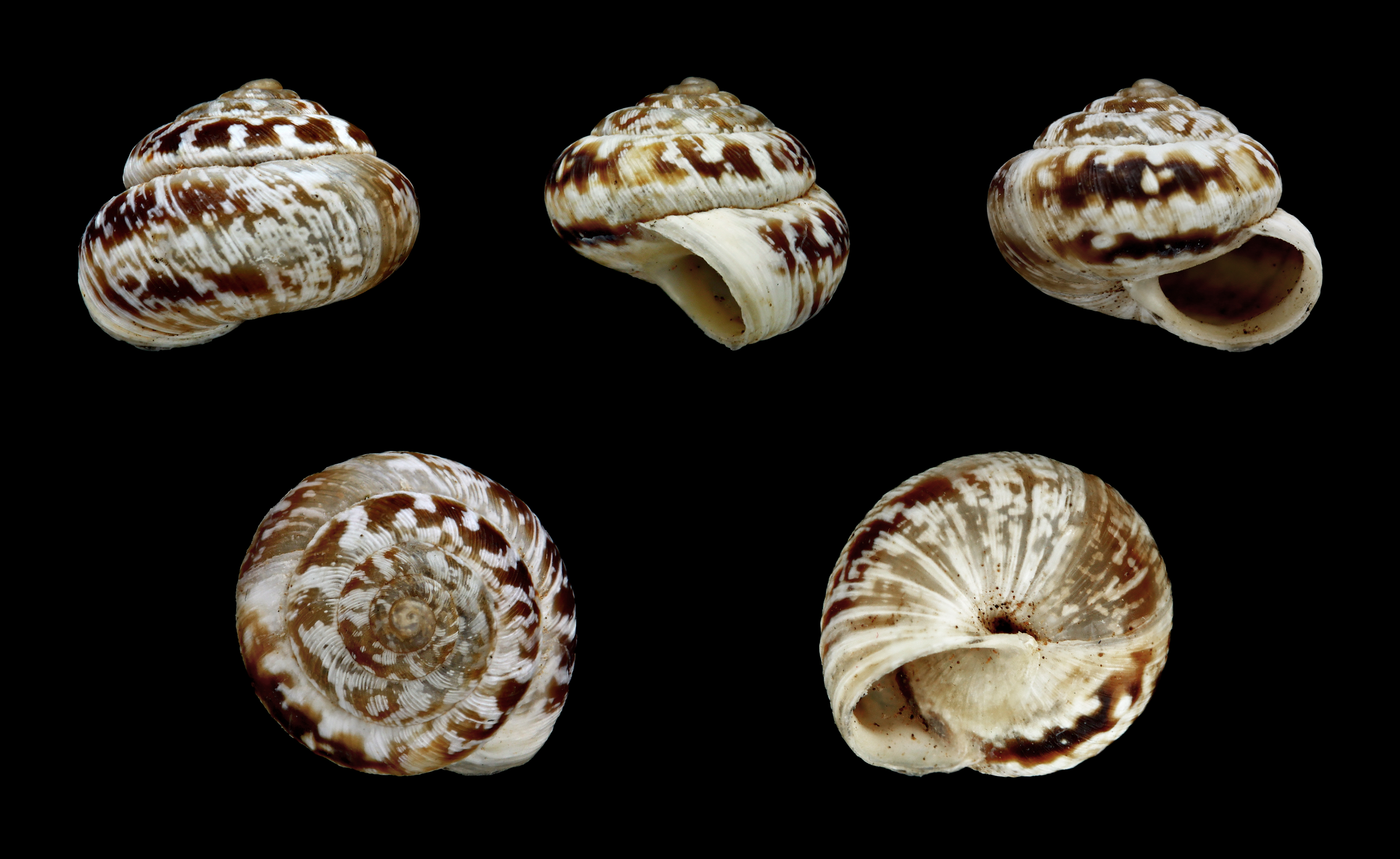 Monilearia monolifera 01