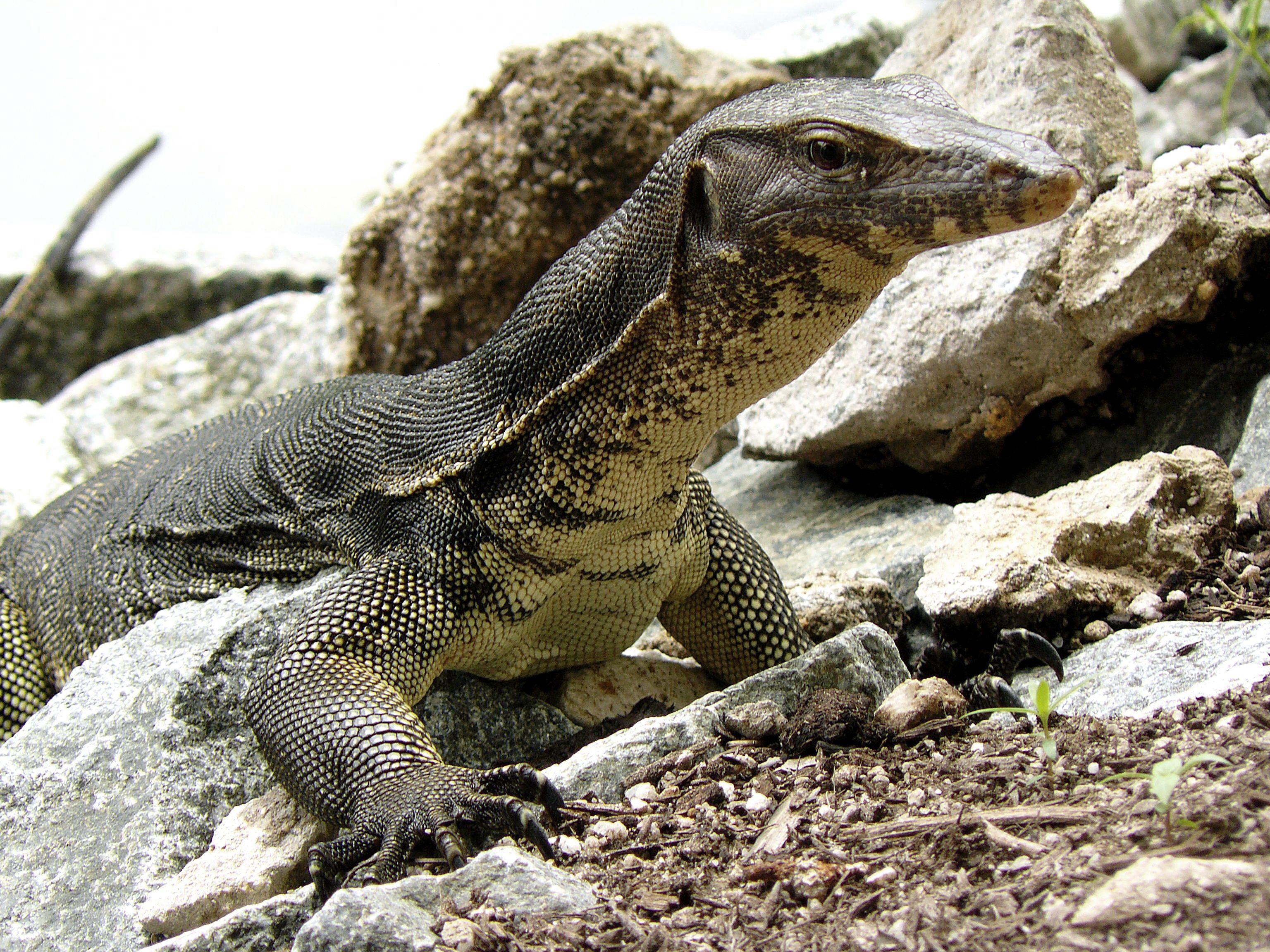 Monitor Lizard, Sungei Buloh Wetlands Reserve, Singapore (1668963053)