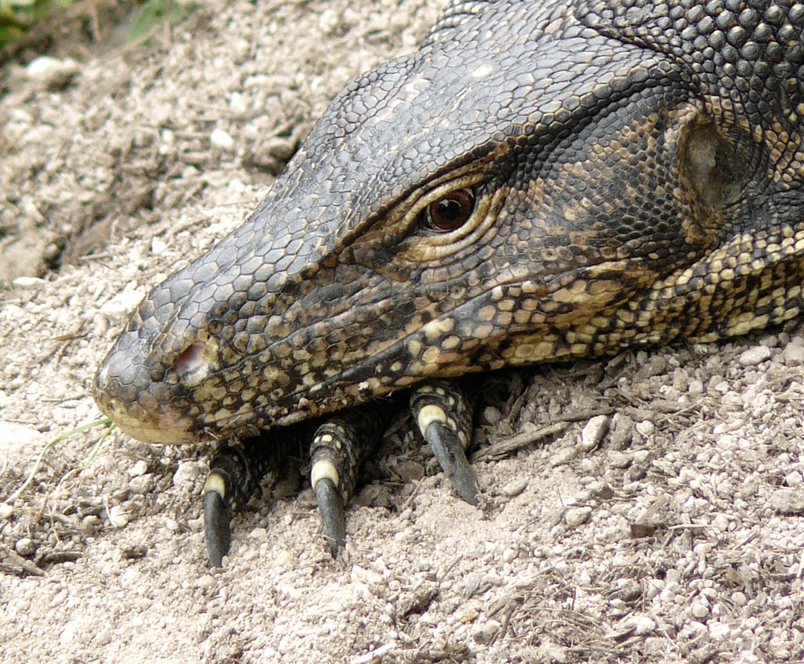 Monitor Lizard, Sungei Buloh Wetlands Reserve, Singapore (1669857124)