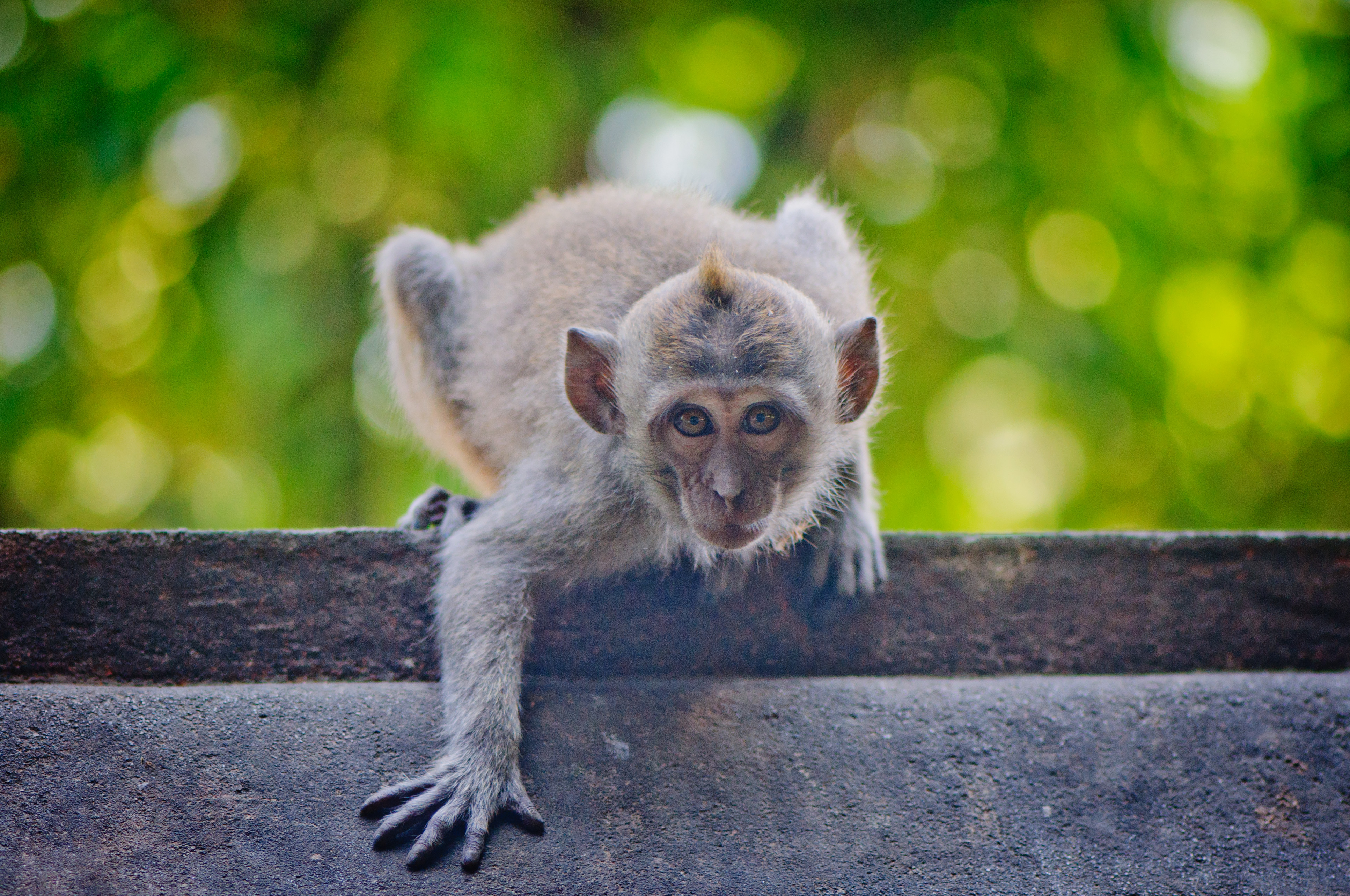 Monkey (Imagicity 1216)