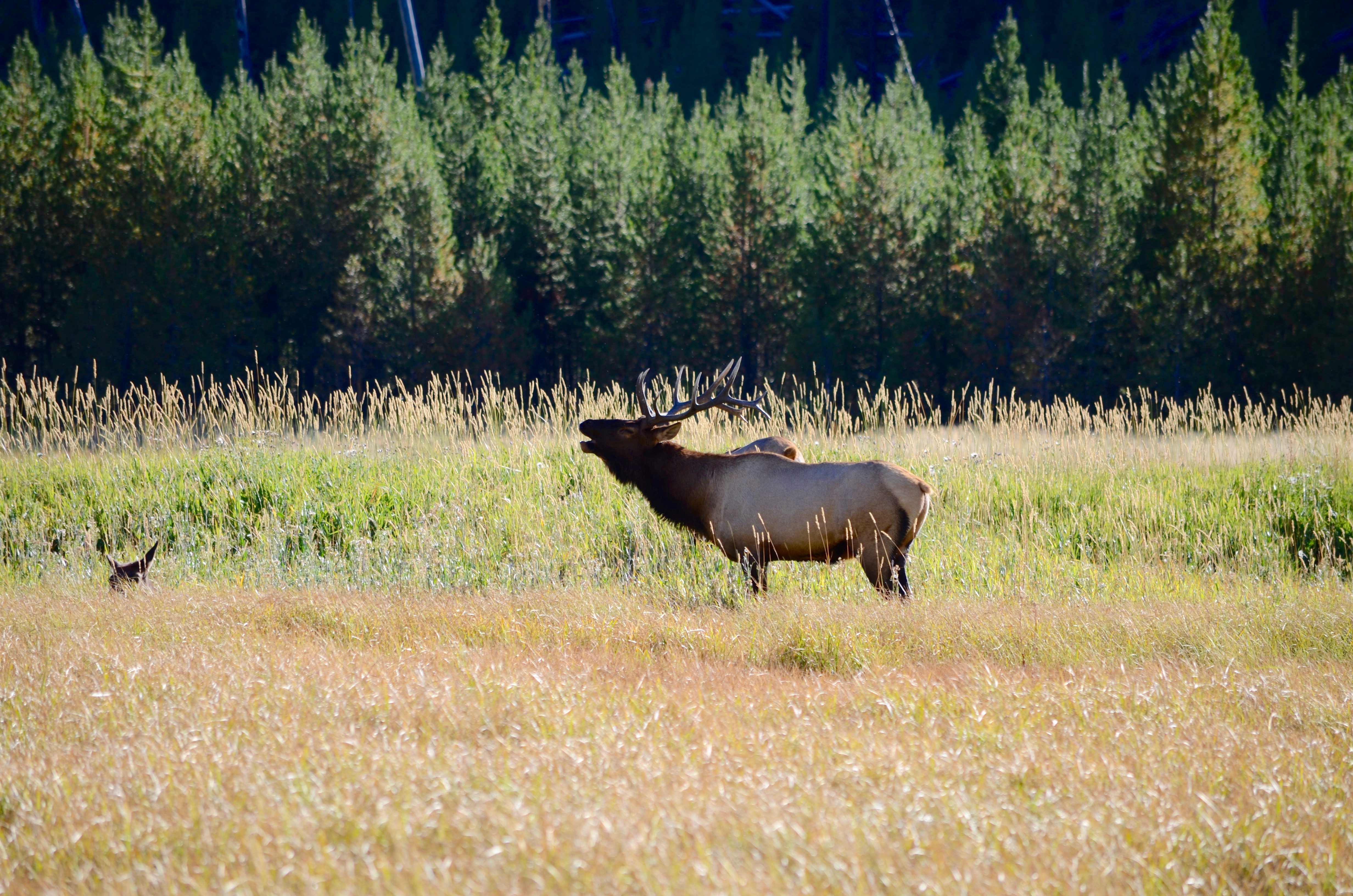 Montana Elk