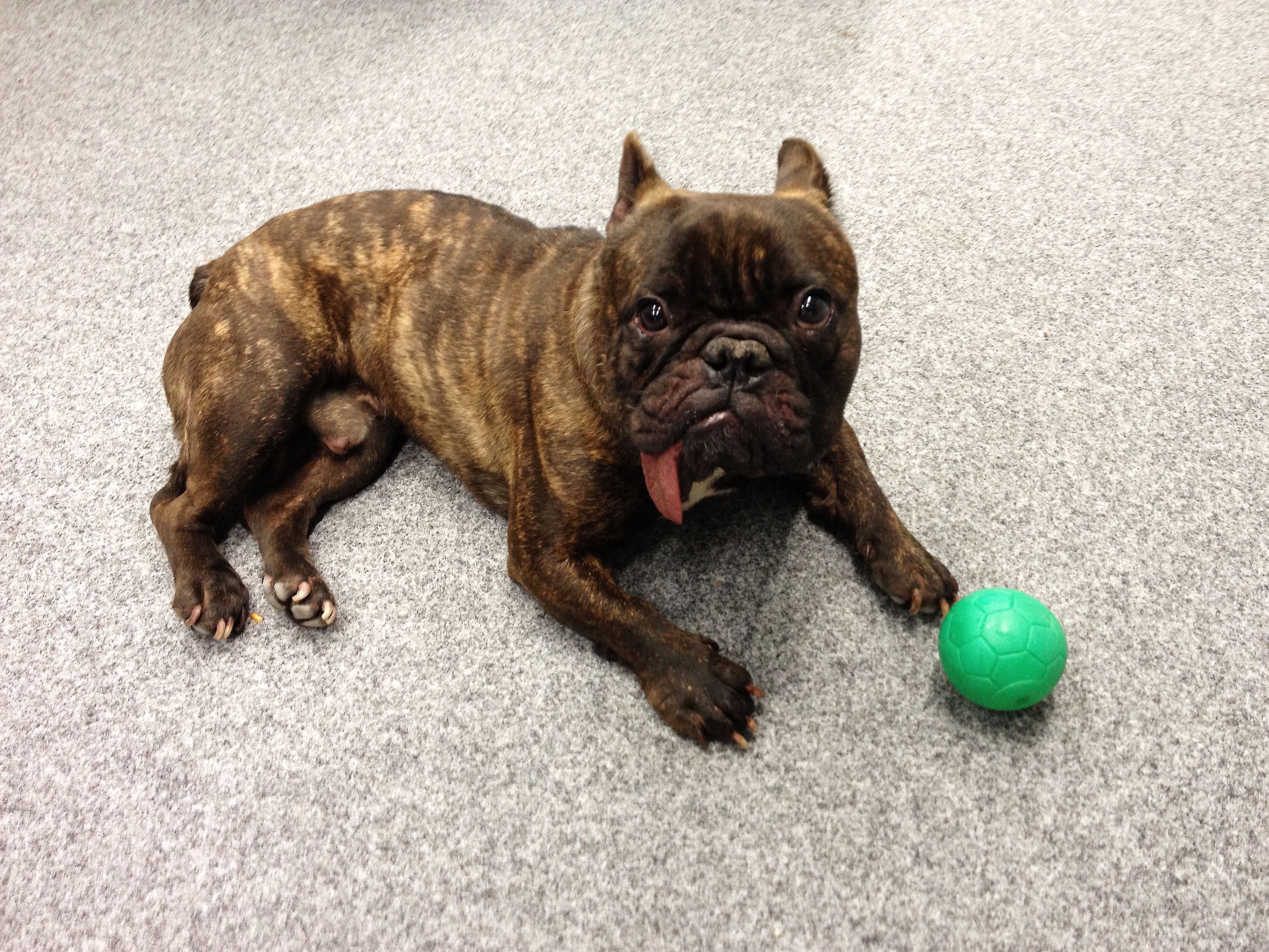 Mops mit Ball