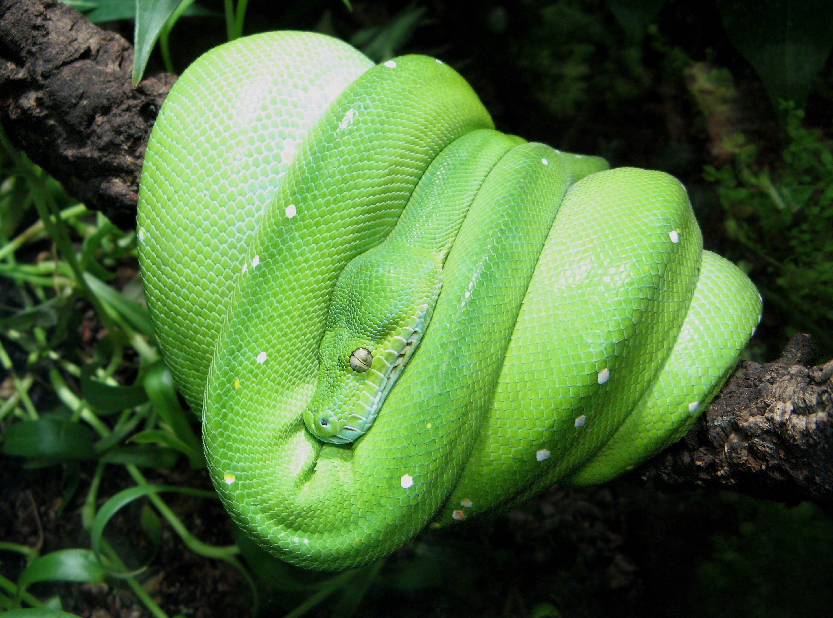 Morelia-viridis-V2