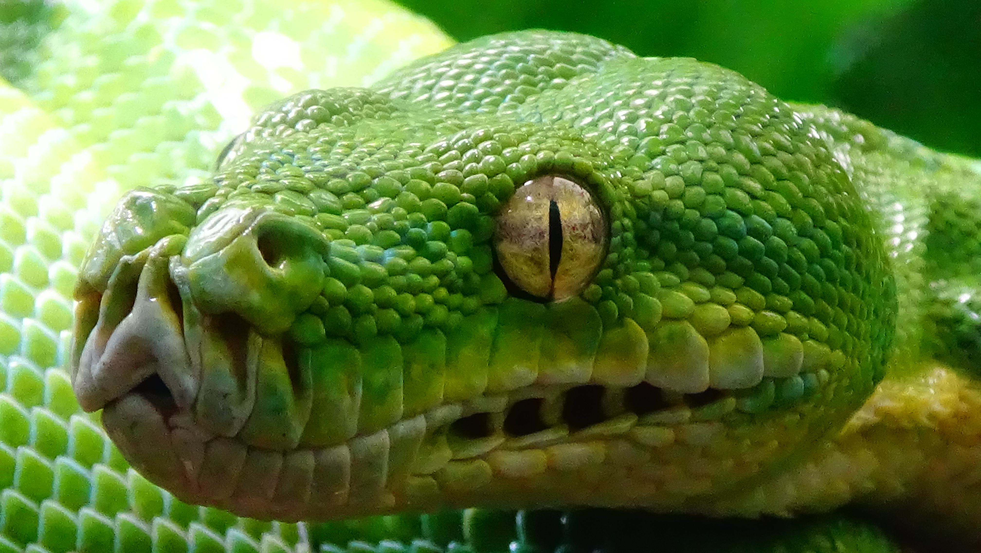 Morelia viridis - MenagerieParis 01