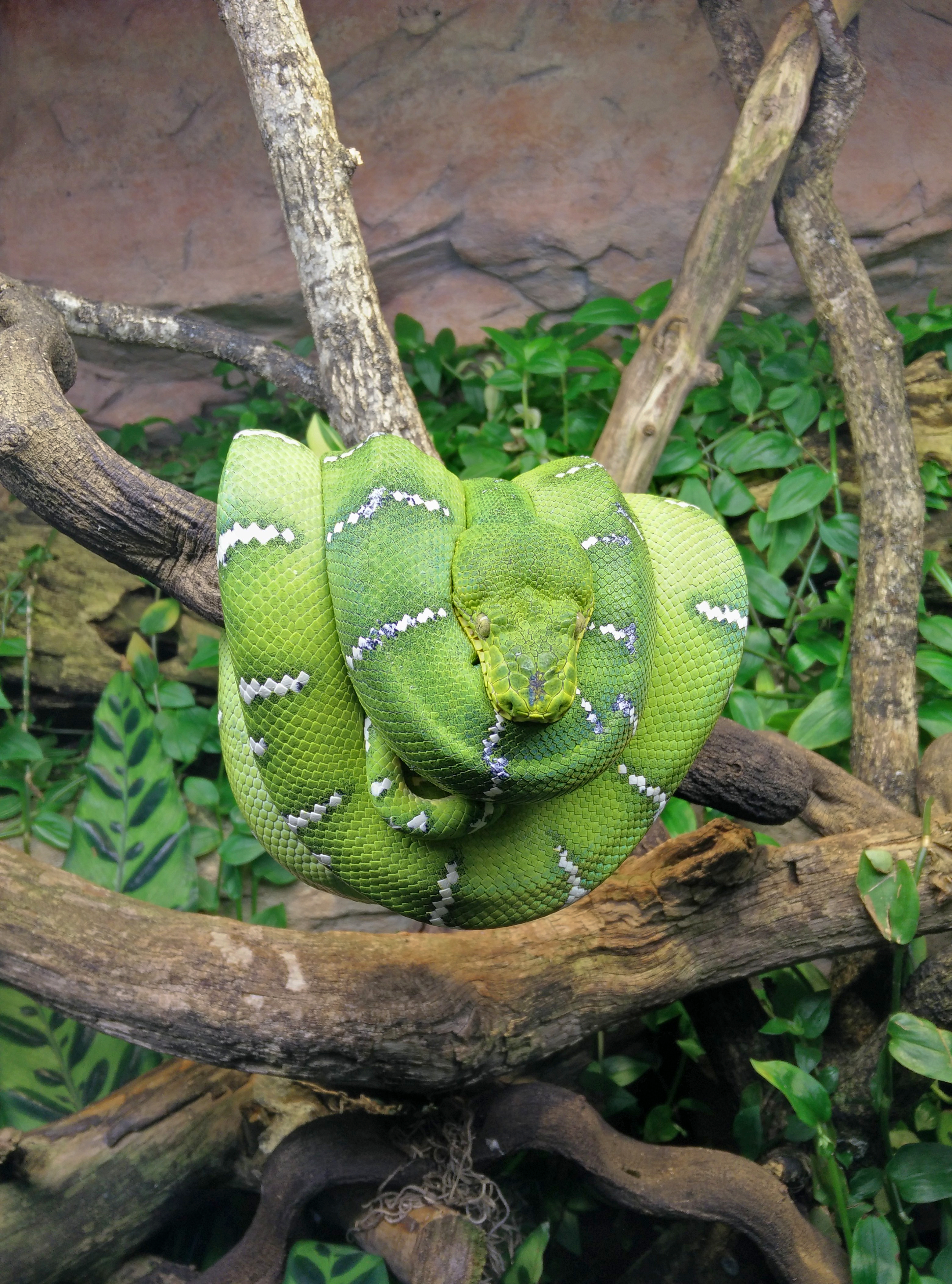 Morelia viridis,Skansen Akvariet, Stockholm, Sweden