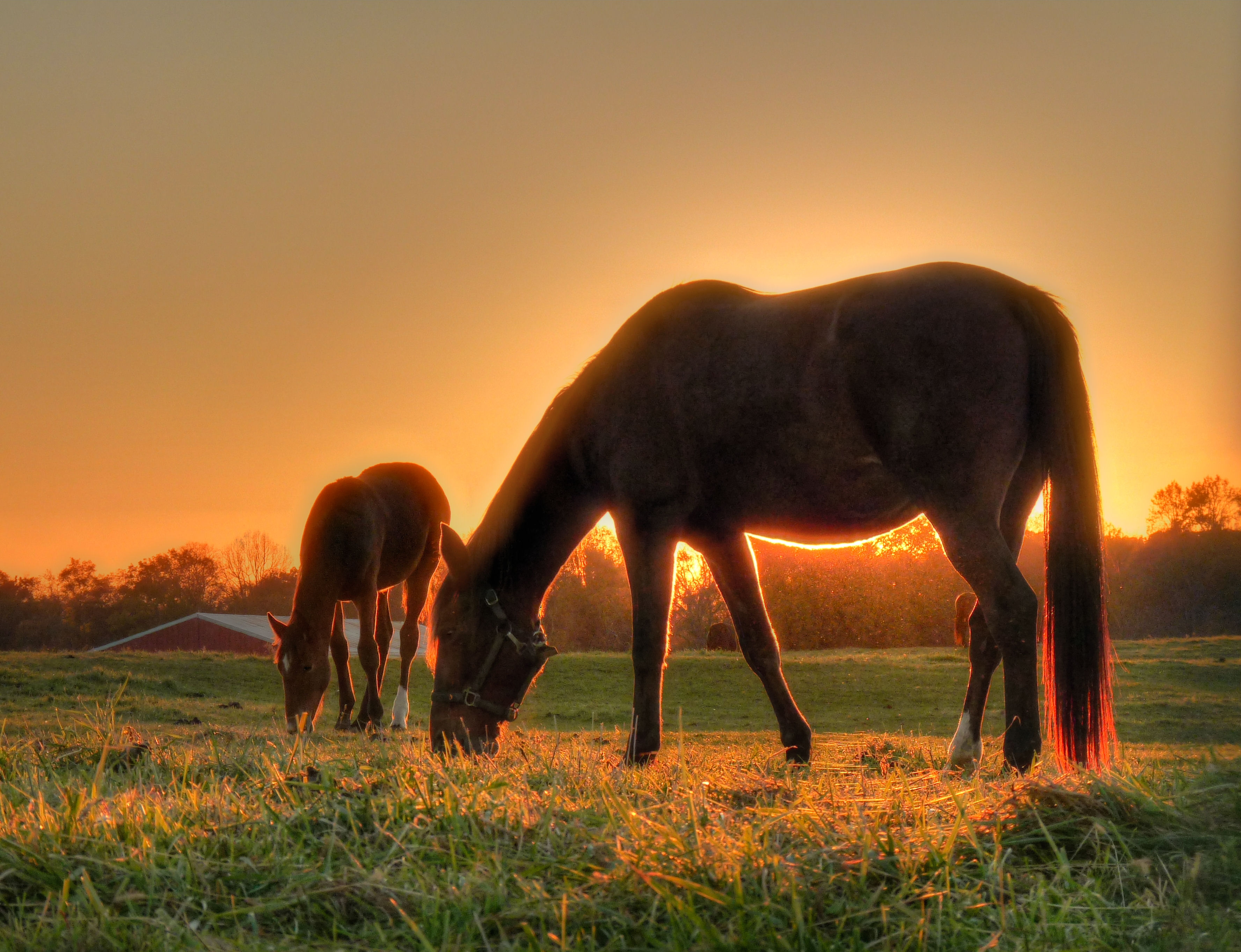 Mother & Son - Colts Neck NJ