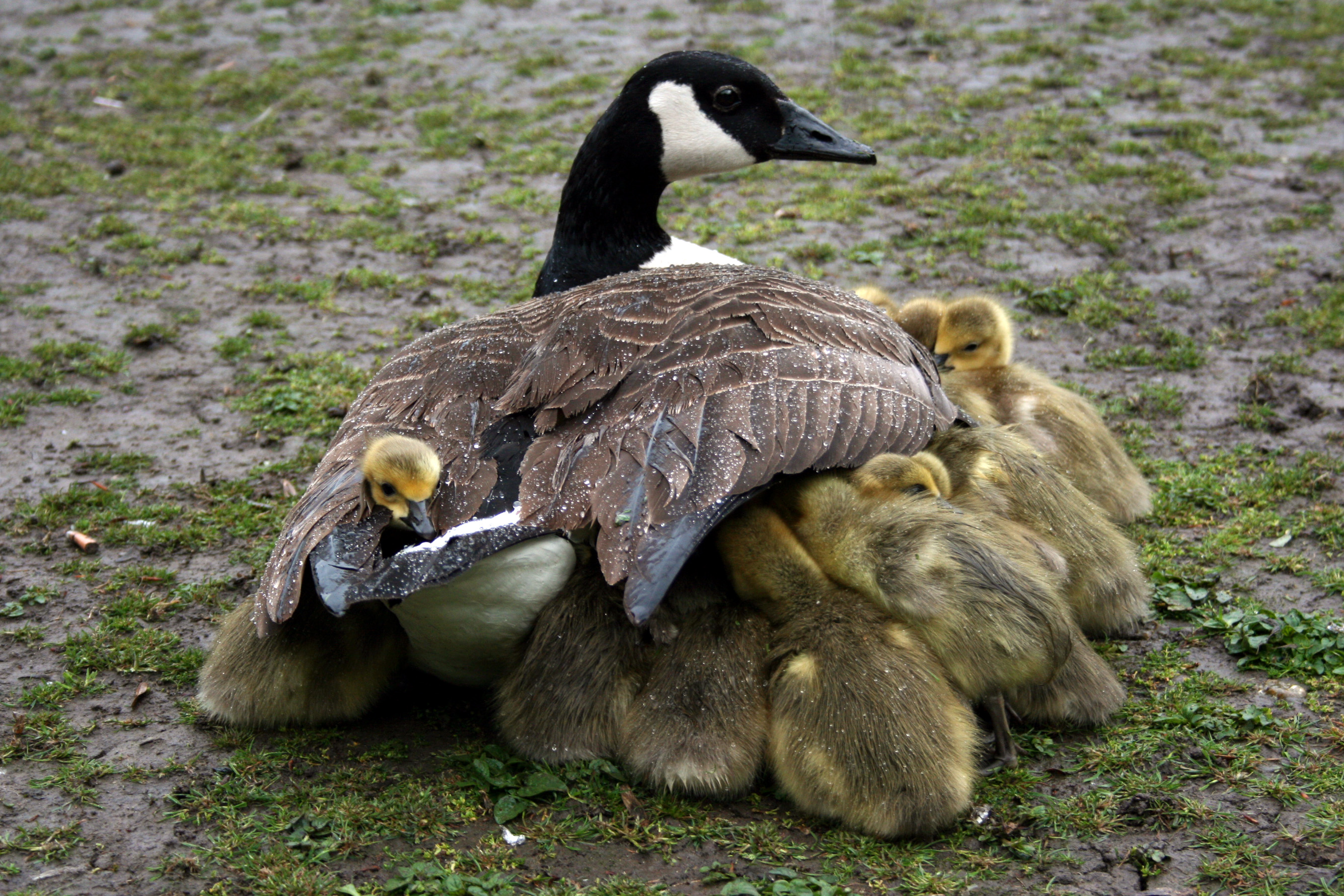 Mother shelters goslings