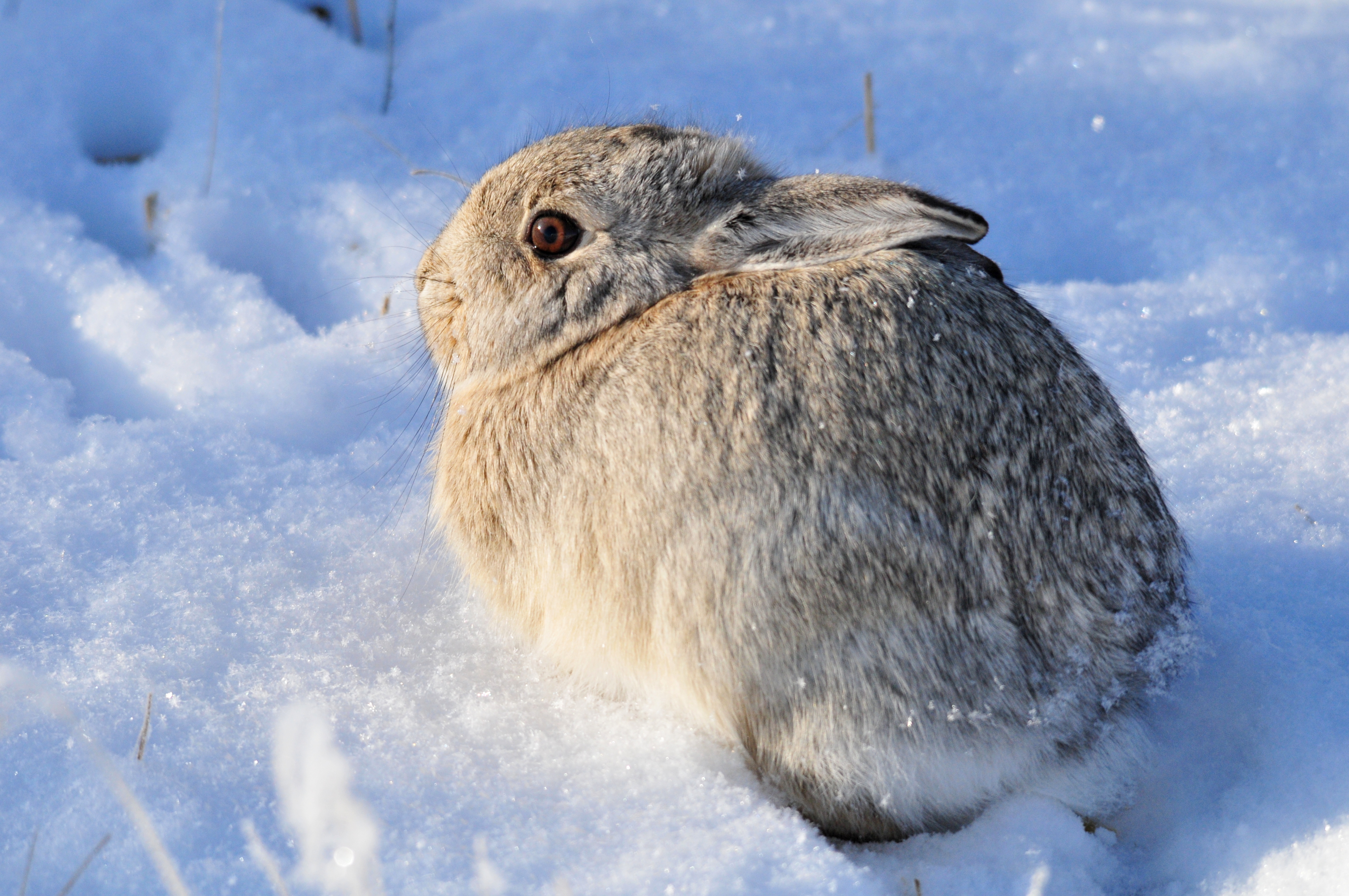Mountain Cottontail on Seedskadee NWR (23403570506)