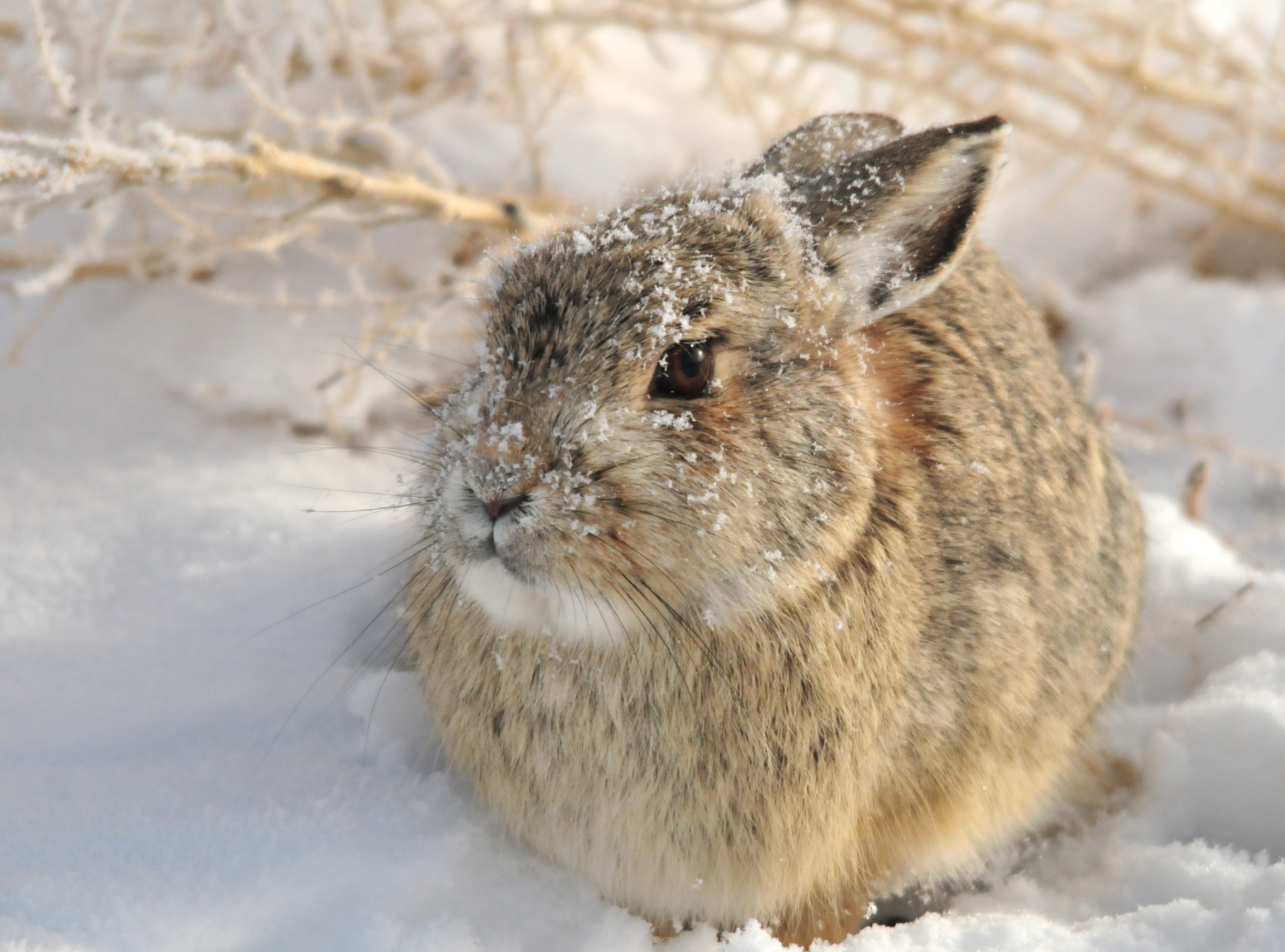 Mountain Cottontail on Seedskadee NWR (23510559313)