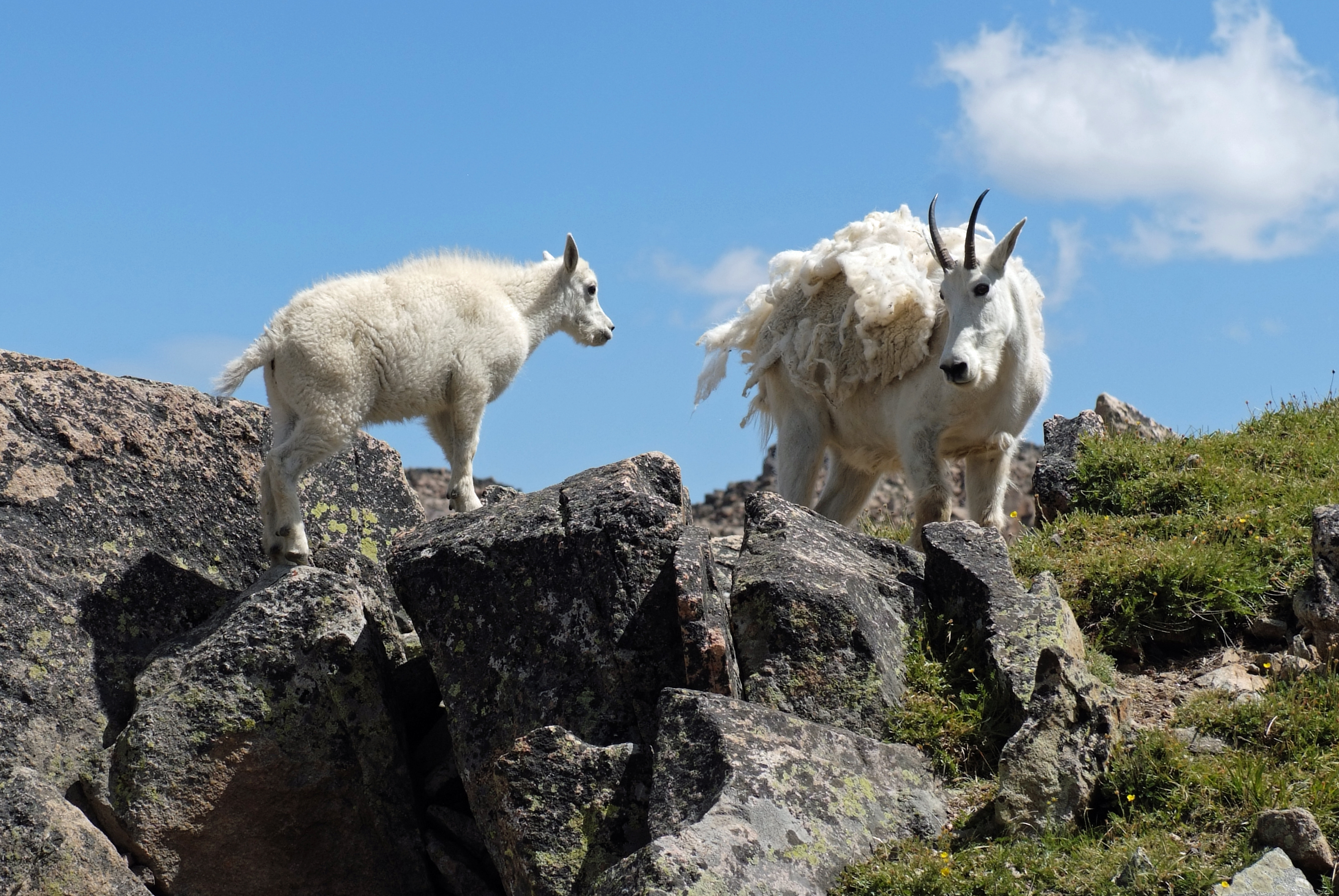 Mountain Goats DSCF8688