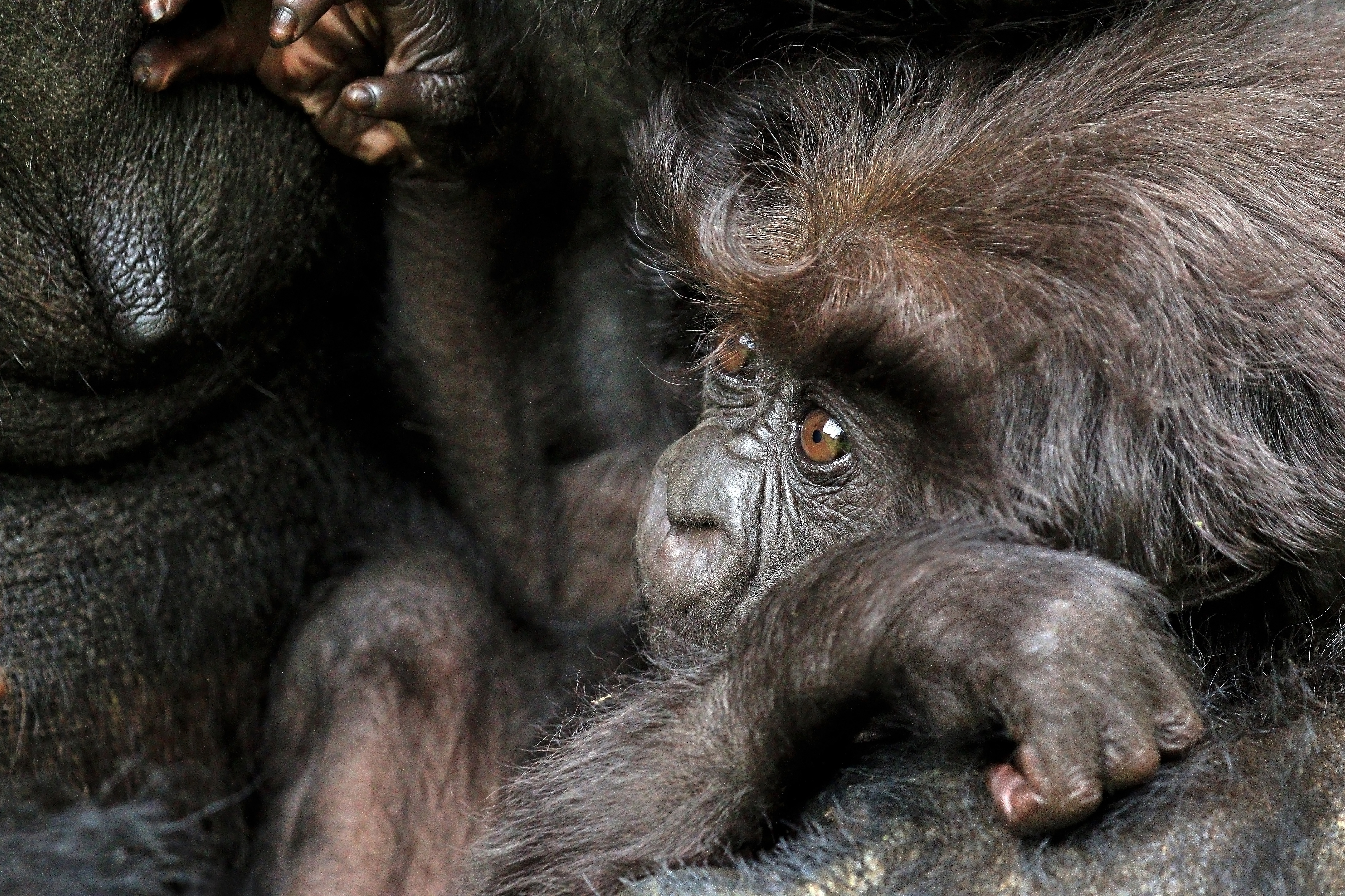 Mountain gorilla (Gorilla beringei beringei) 10 month baby