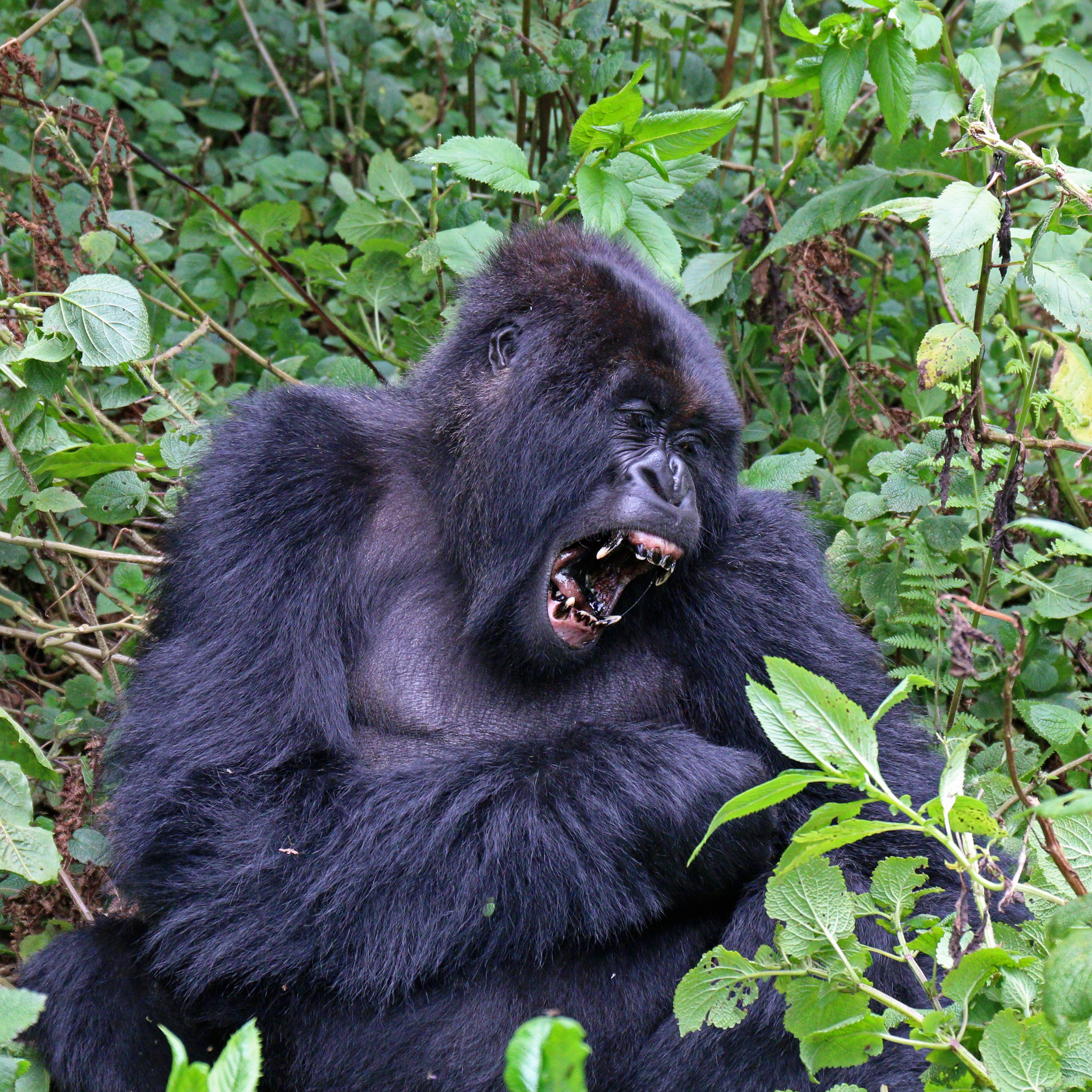 Mountain gorilla (Gorilla beringei beringei) yawn