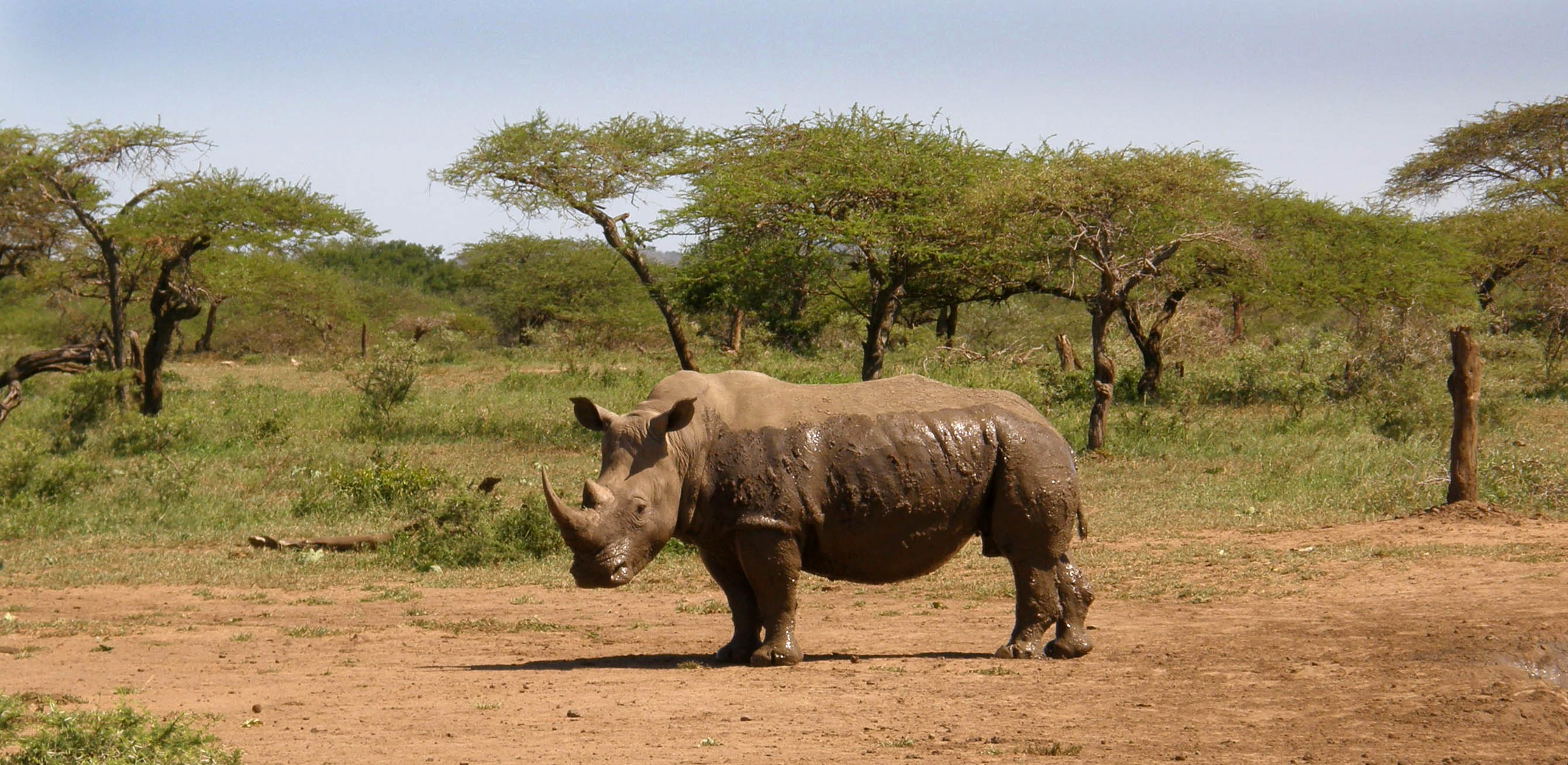 MPA White Rhino