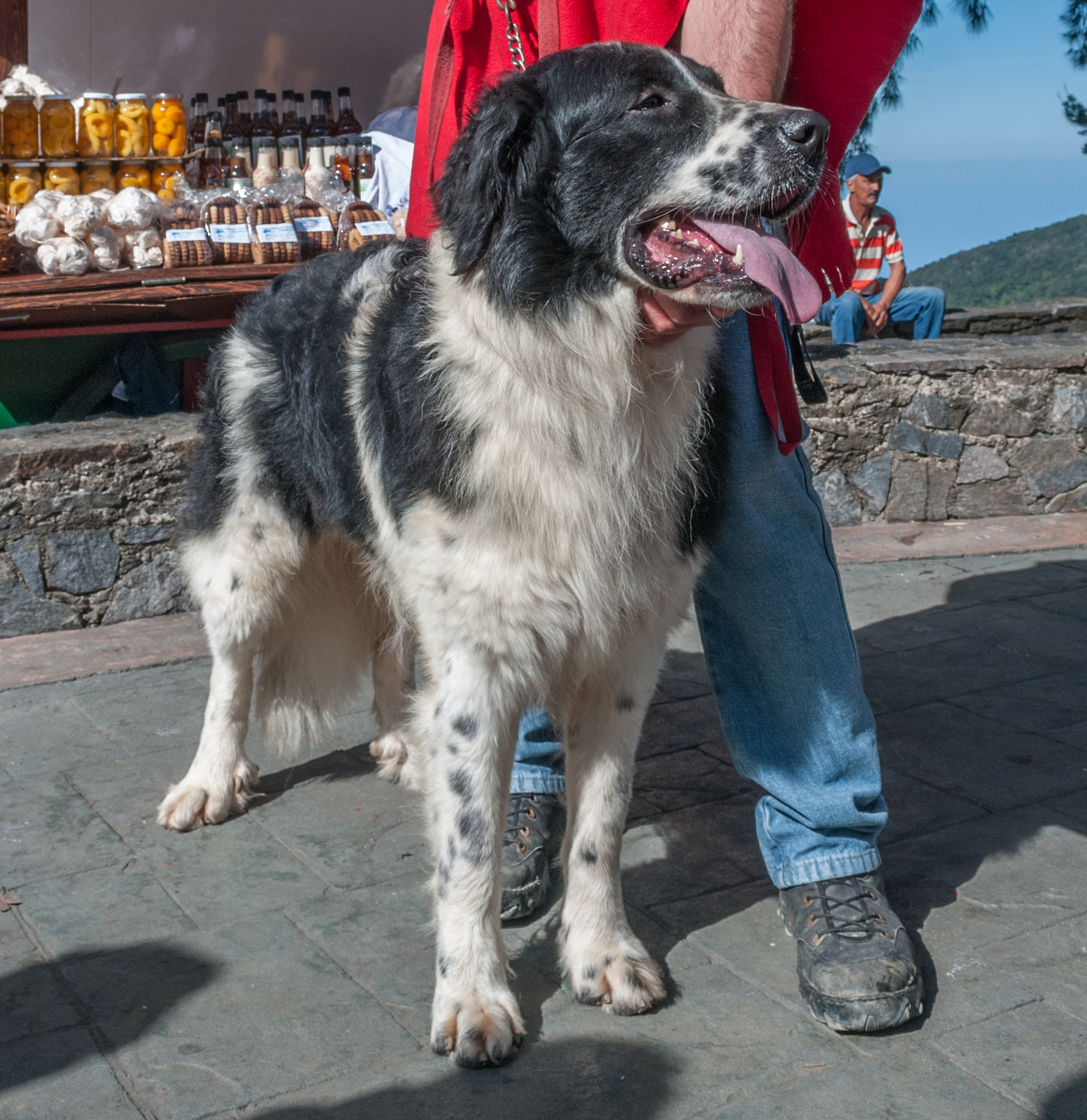 Mucuchies dog in Ávila Mont cut version