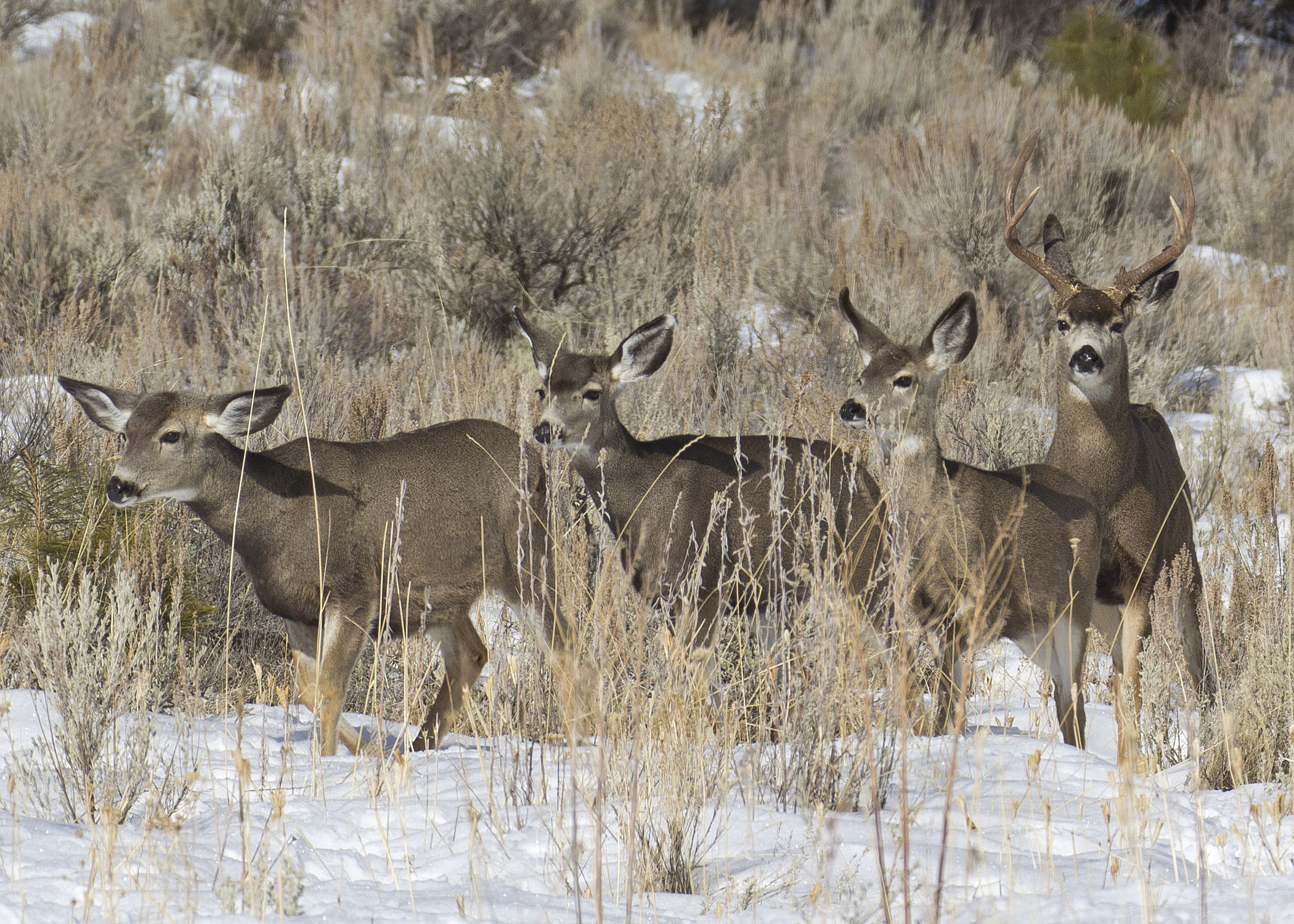 Mule Deer Elkhorn 2 myatt odfw (7591218374)