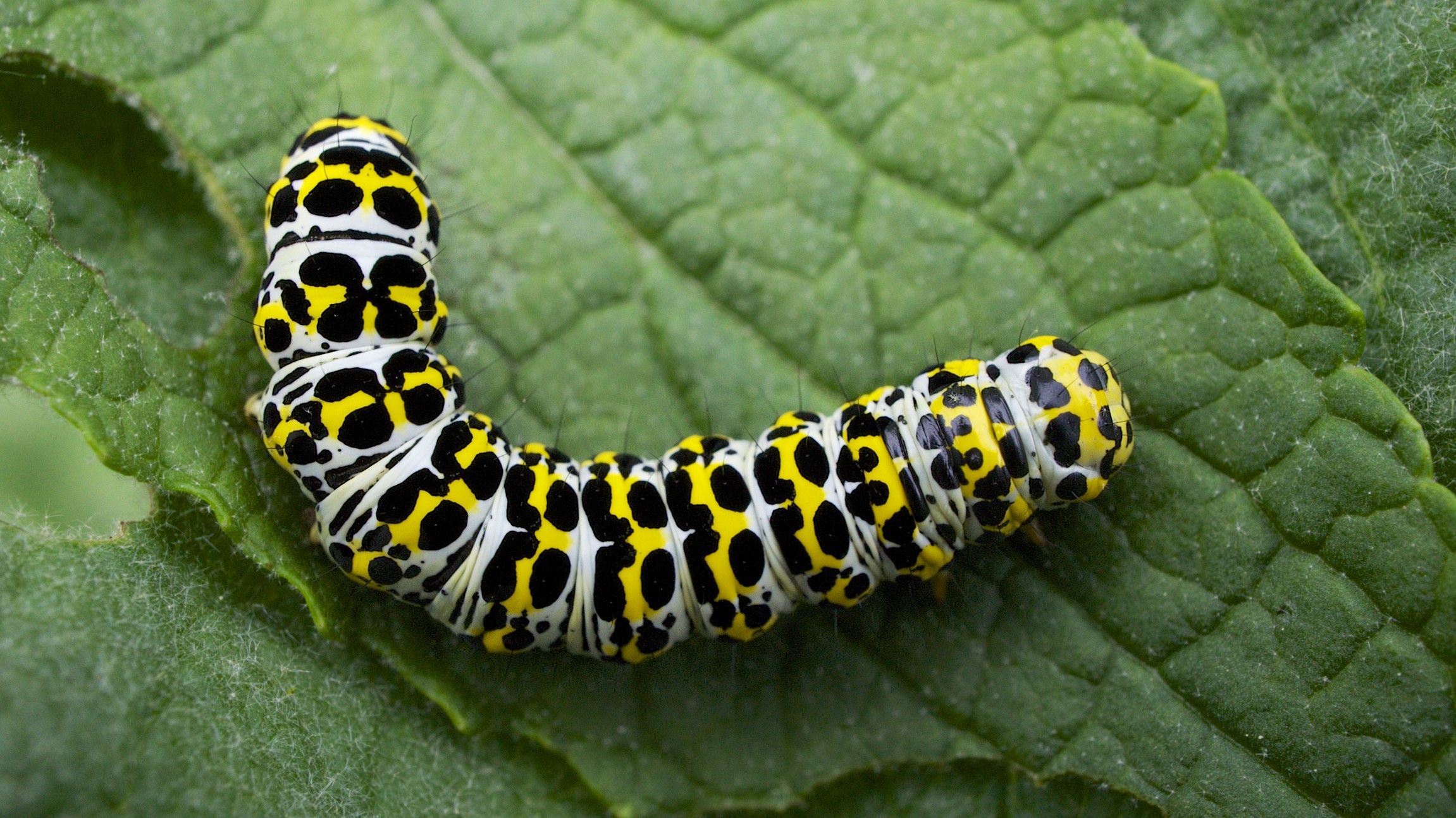 Mullein moth caterpillar (9087934004)