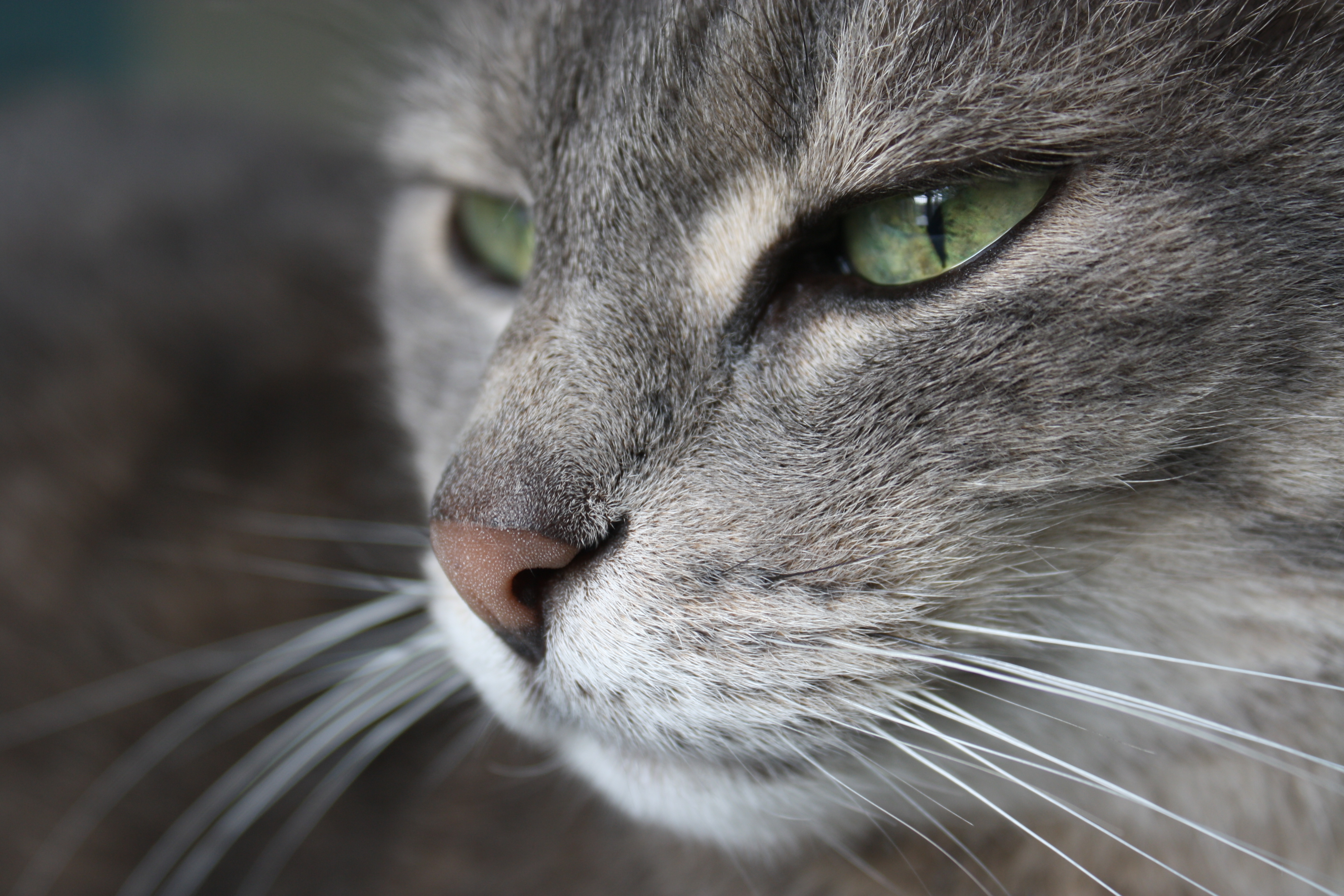 Muso di gatto europeo