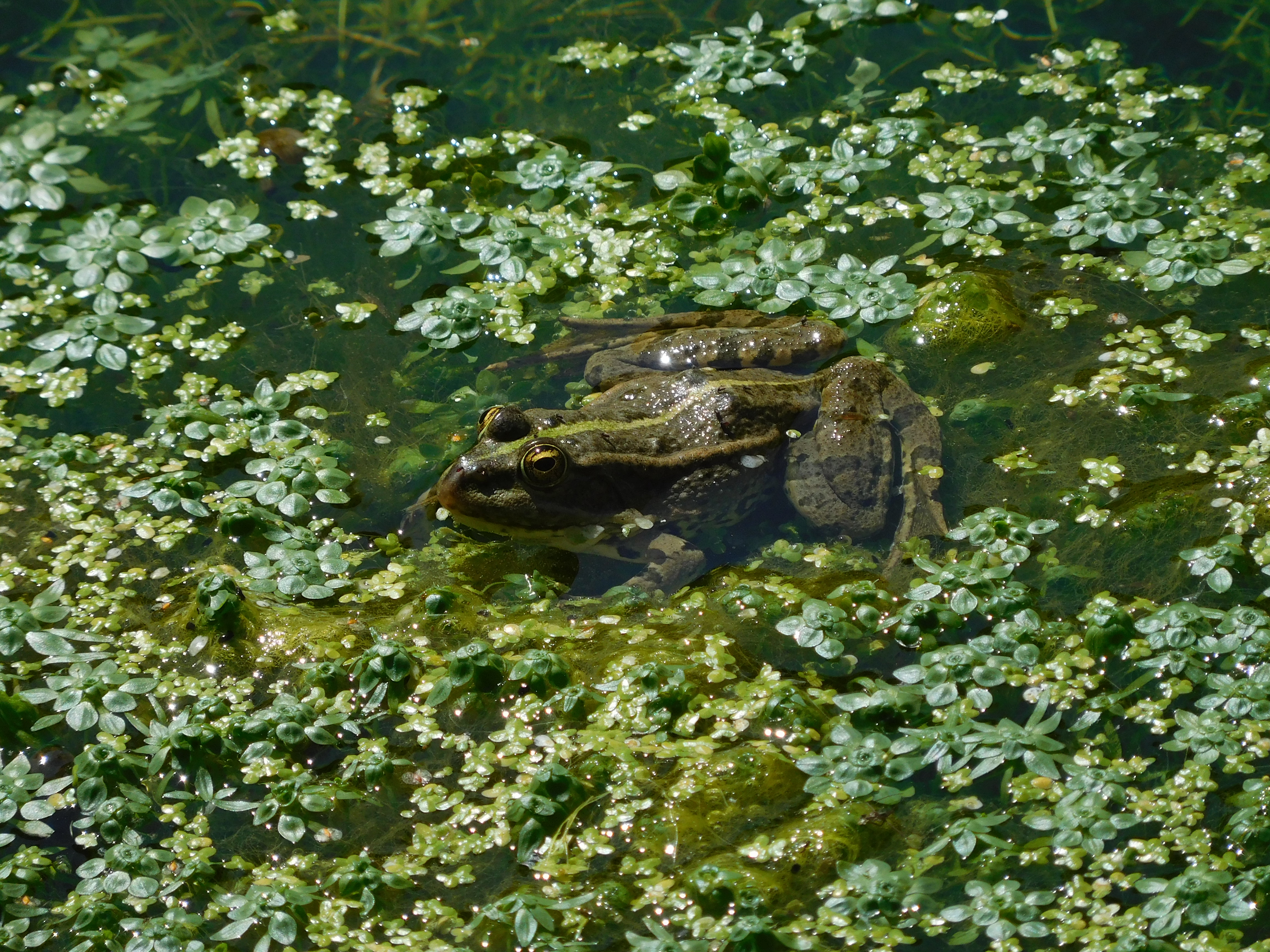 Mussidan, lavoir, grenouille
