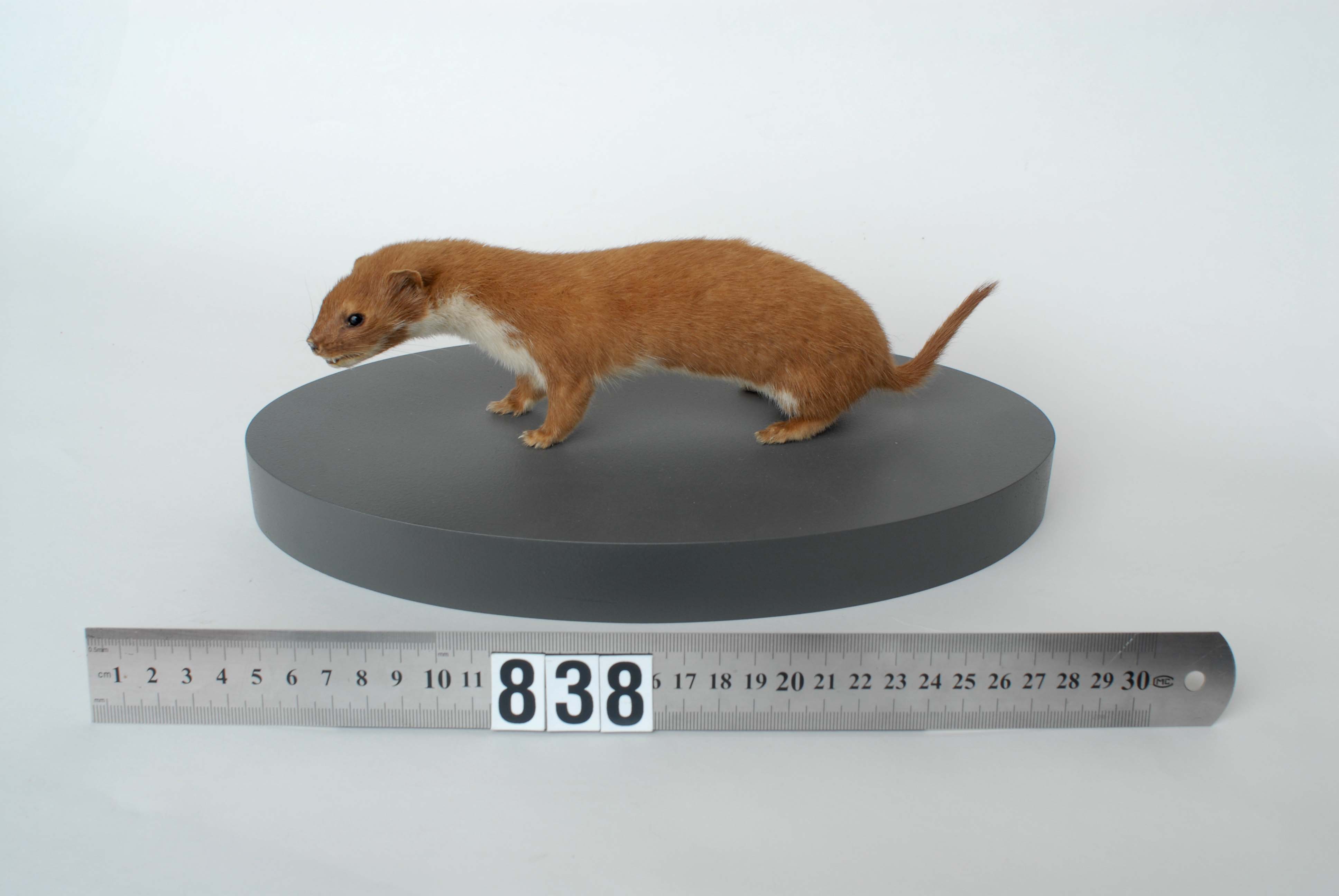 Mustela nivalis (AM LM838-3)