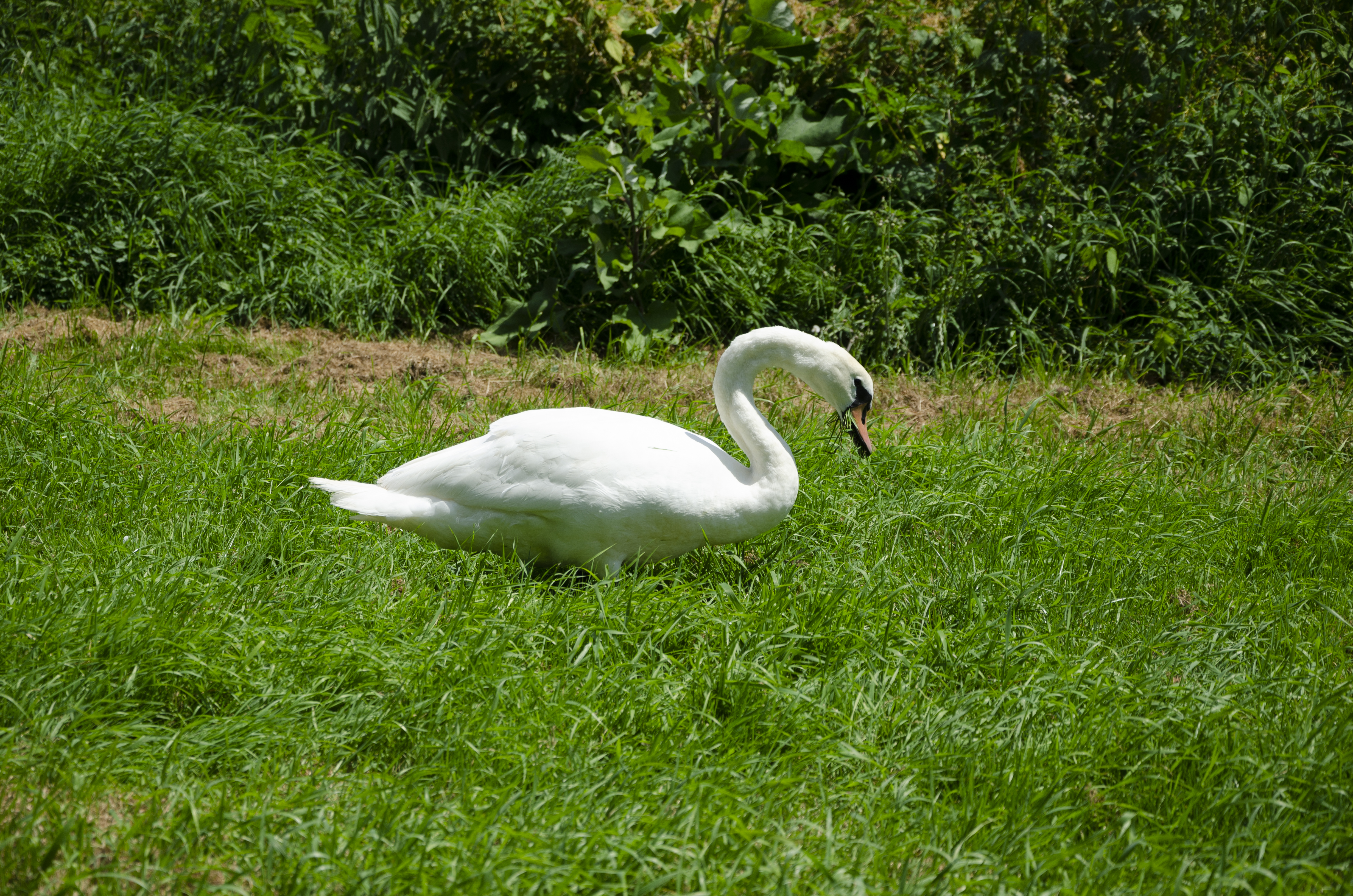 Mute swan foraging grass (4)