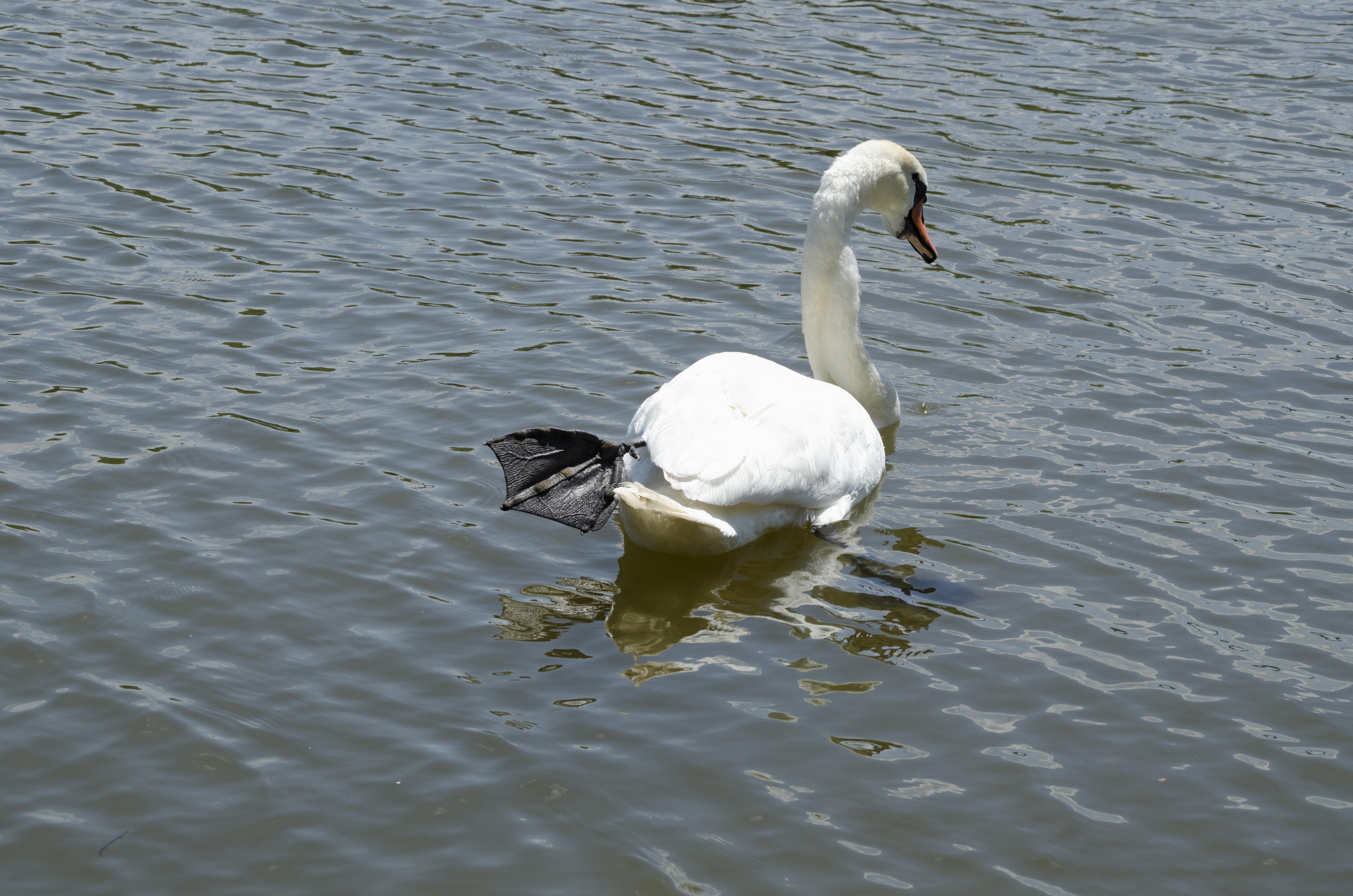 Mute swan Mosel back view