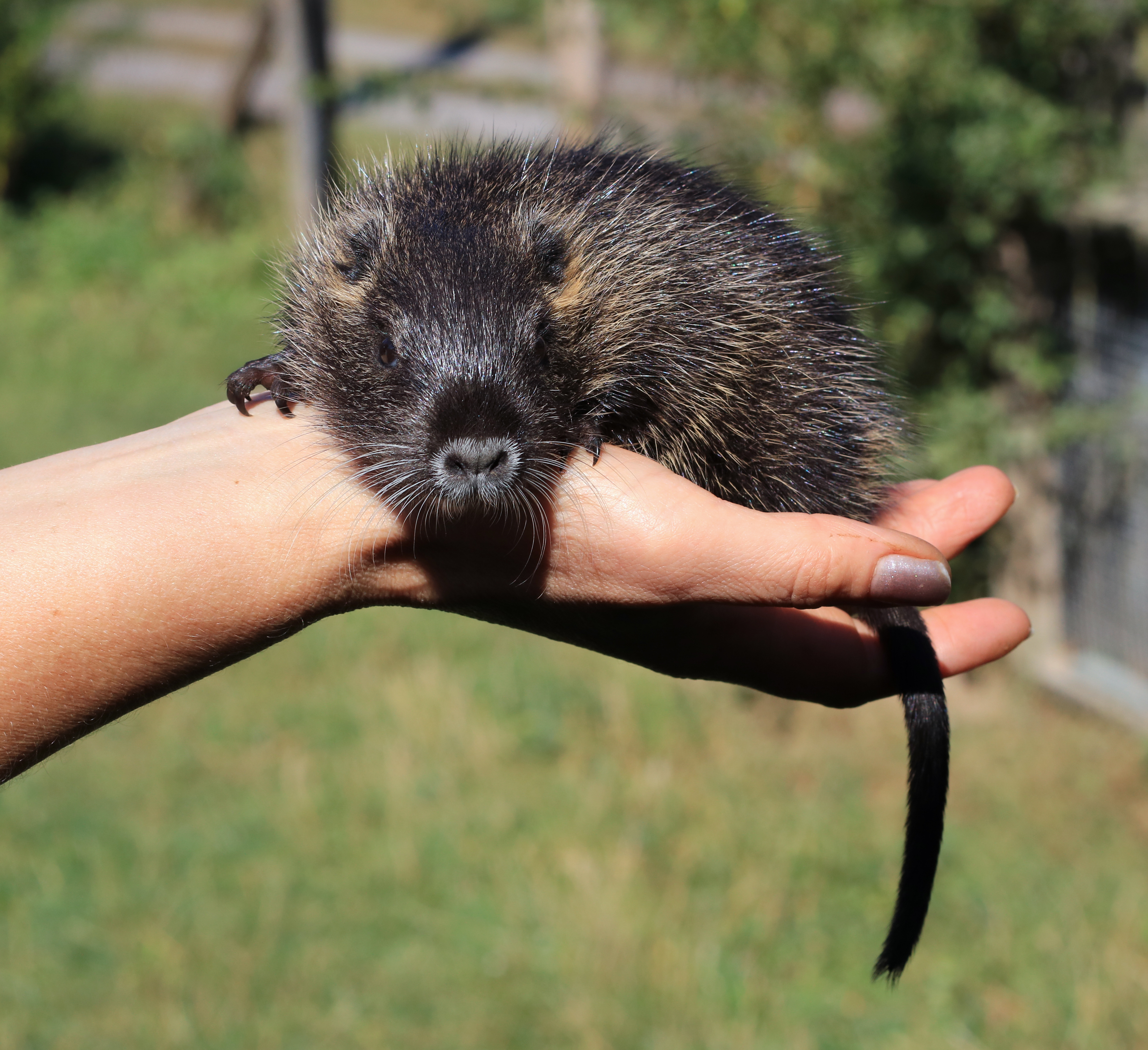 Myocastor coypus 2016 G3