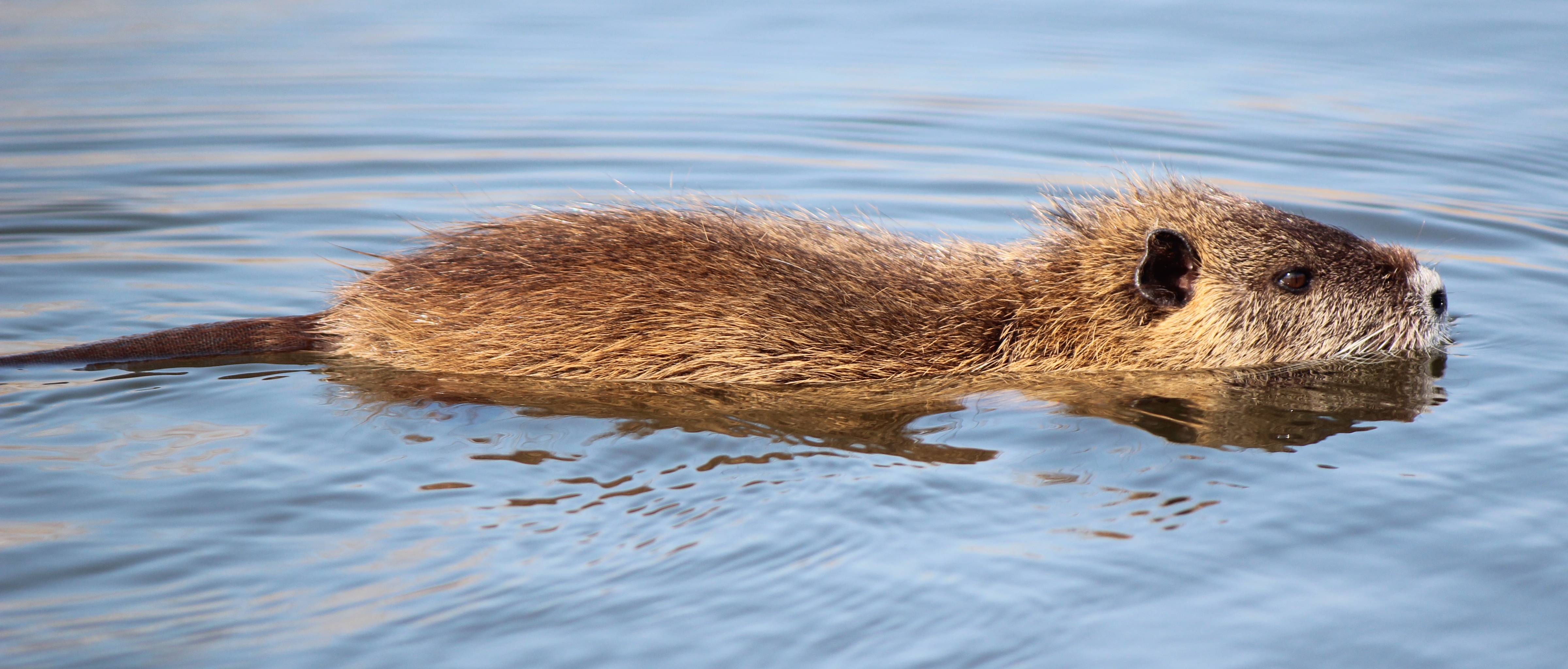 Myocastor coypus swimming
