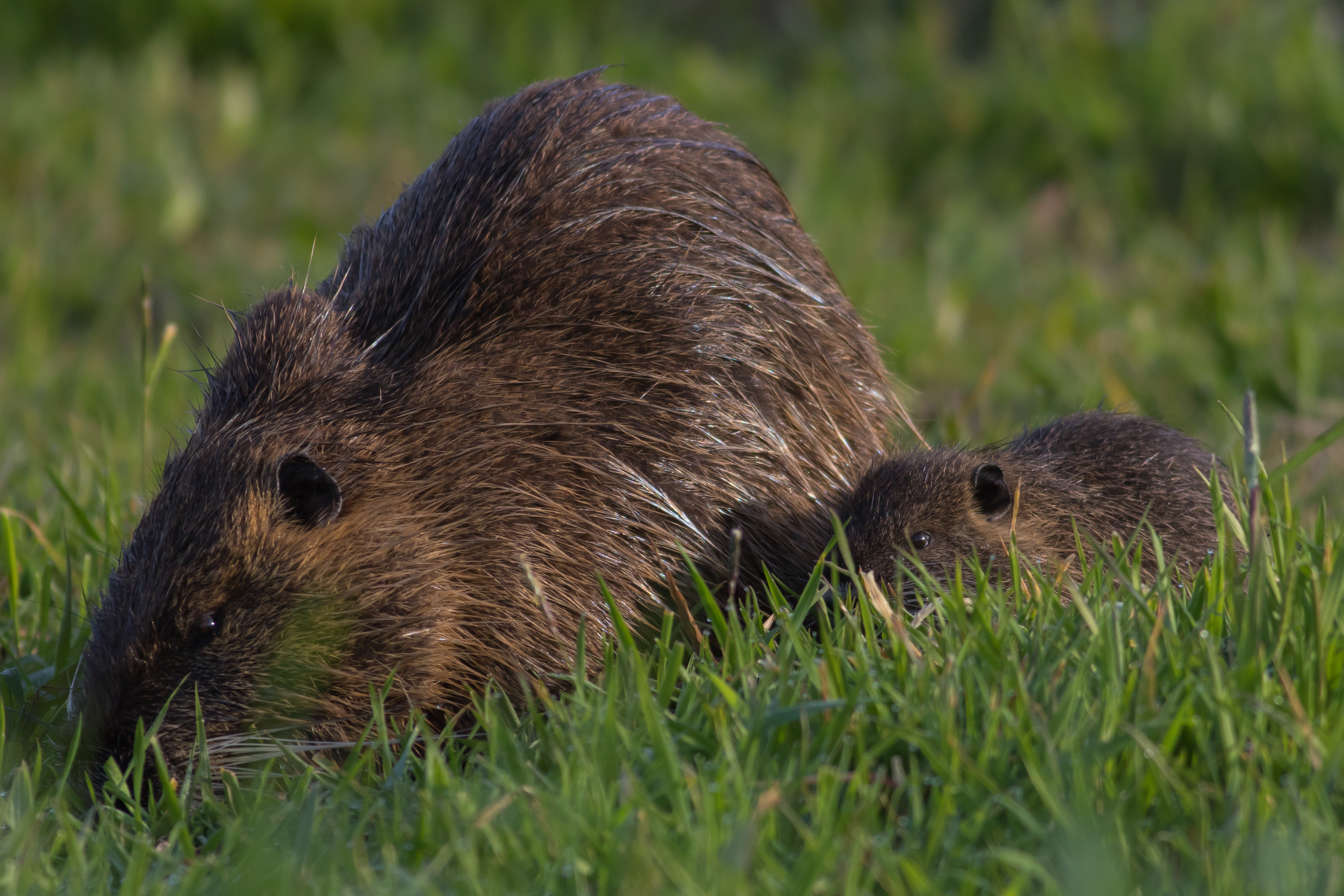 Myocastor coypus with offspring